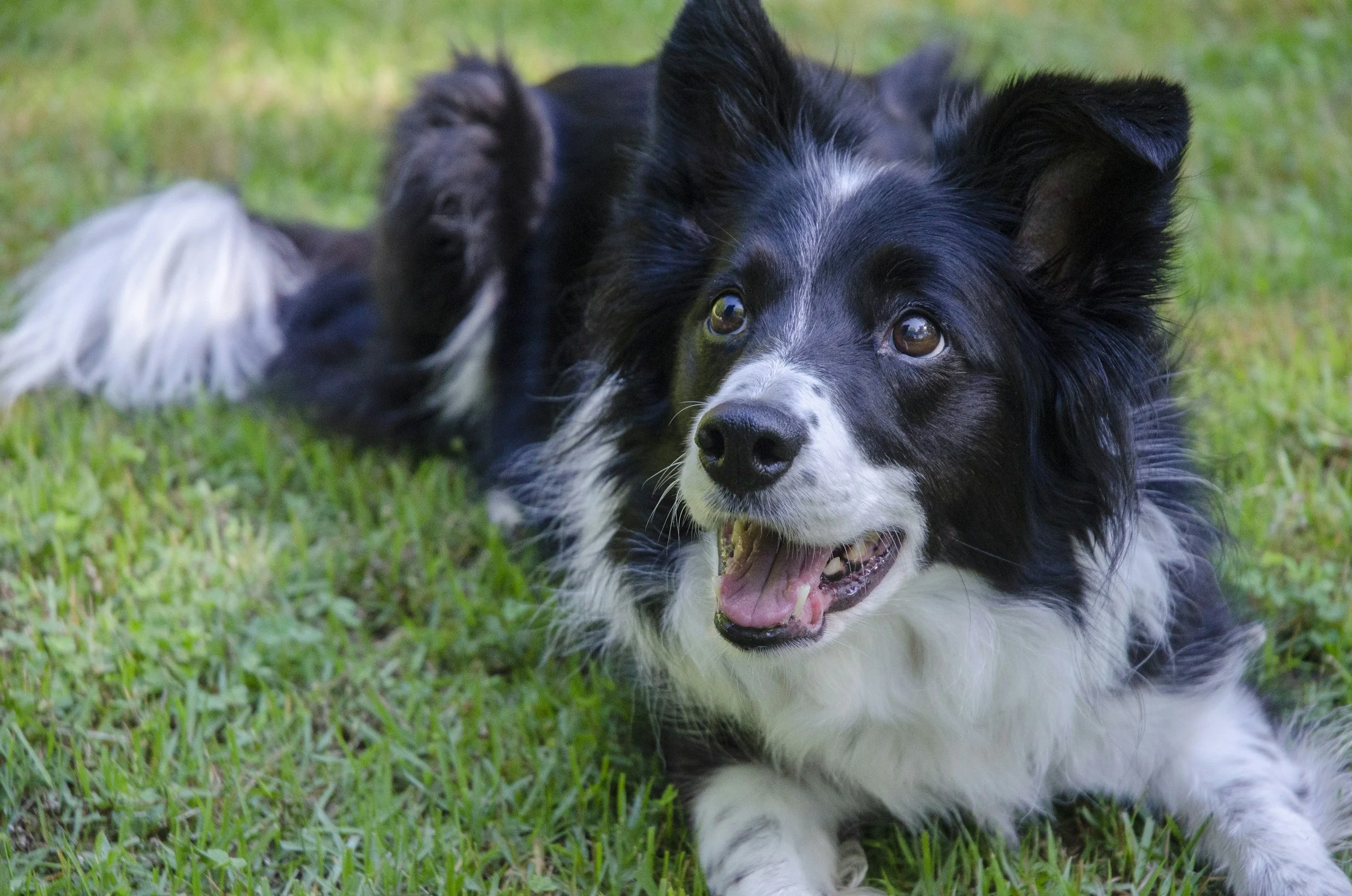 border collie biting