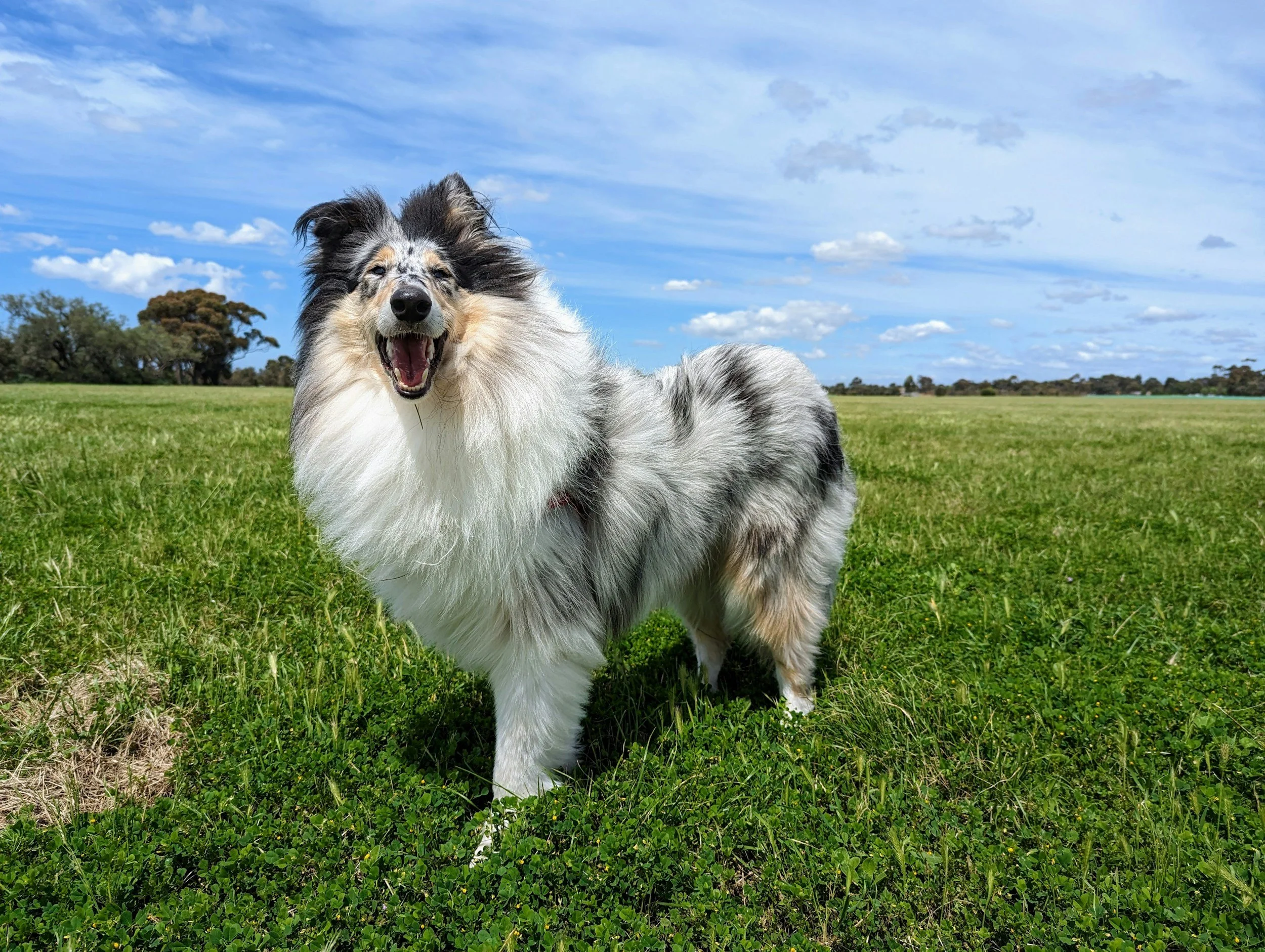 Border Collie Biting: Why Your Collie Nips (and How to Help)