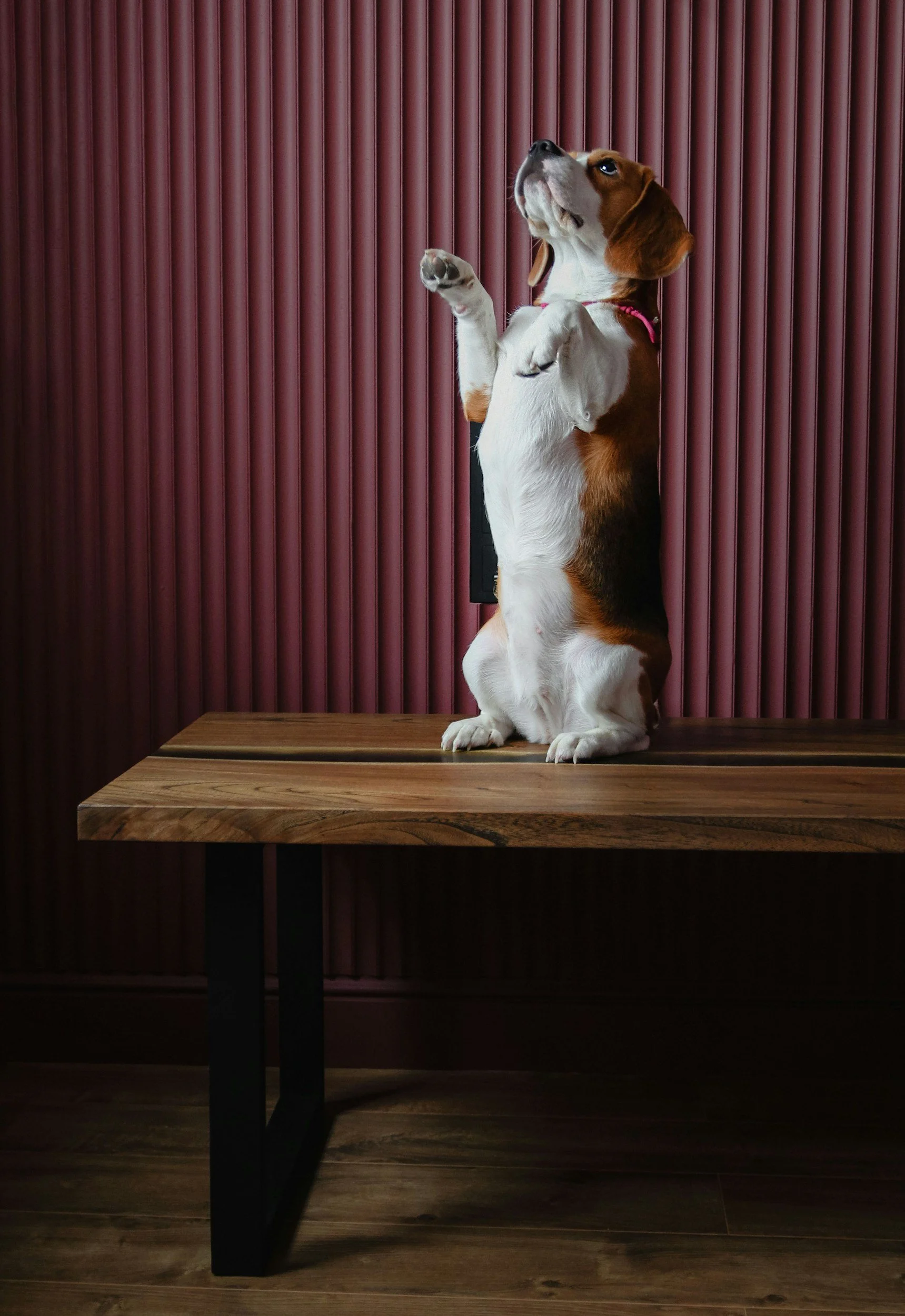 Beagle Games: 6 Instinct-Led Enrichment Ideas for Your Hound