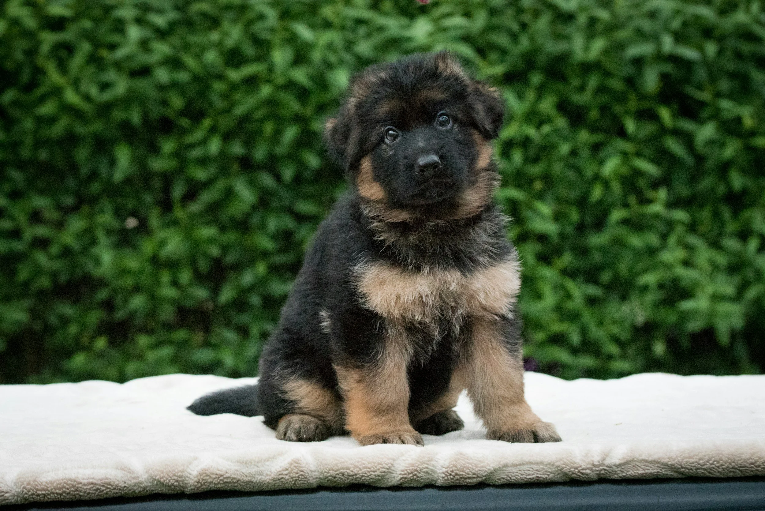 German Shepherd Puppy Training