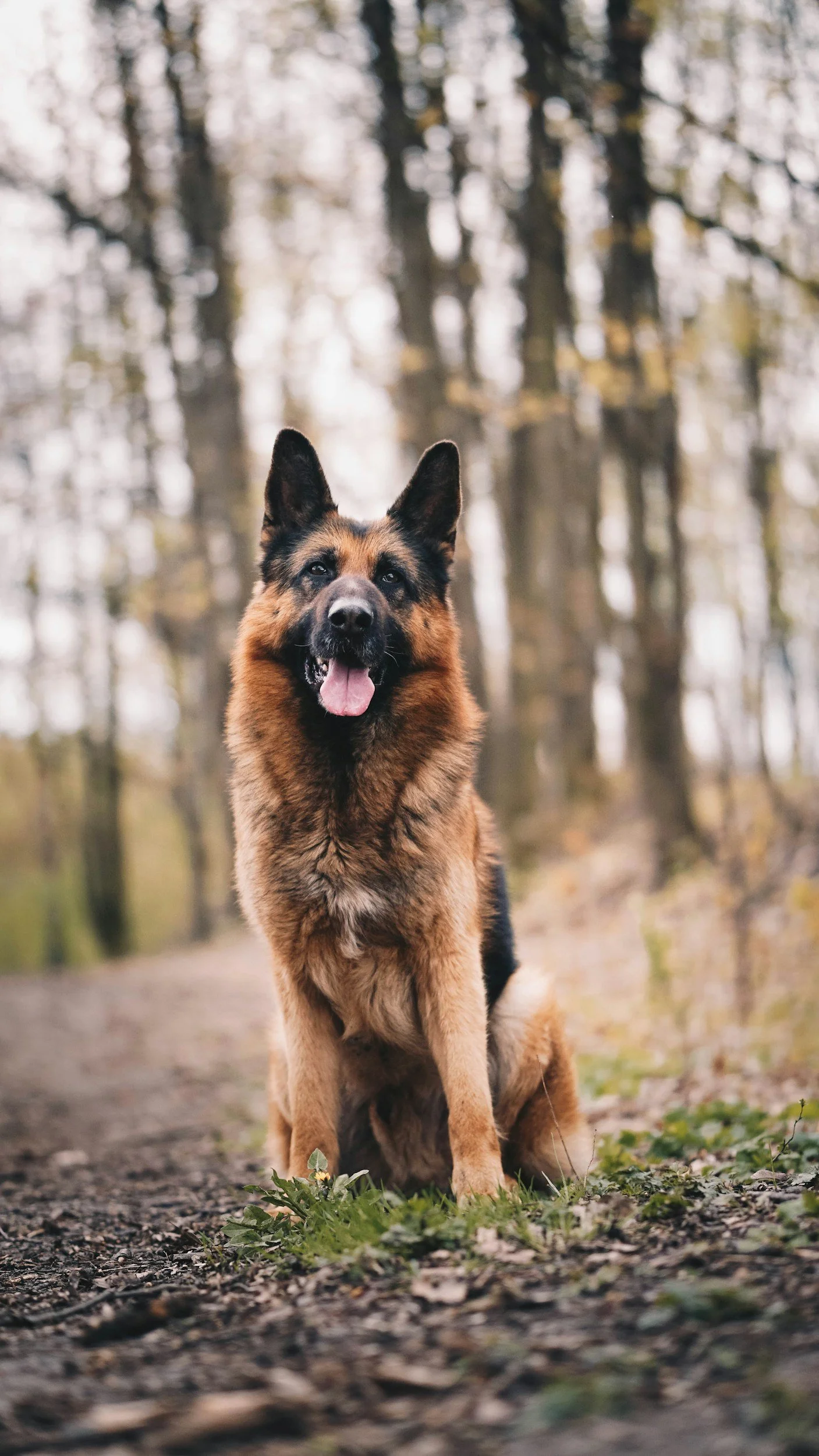 German Shepherd Training