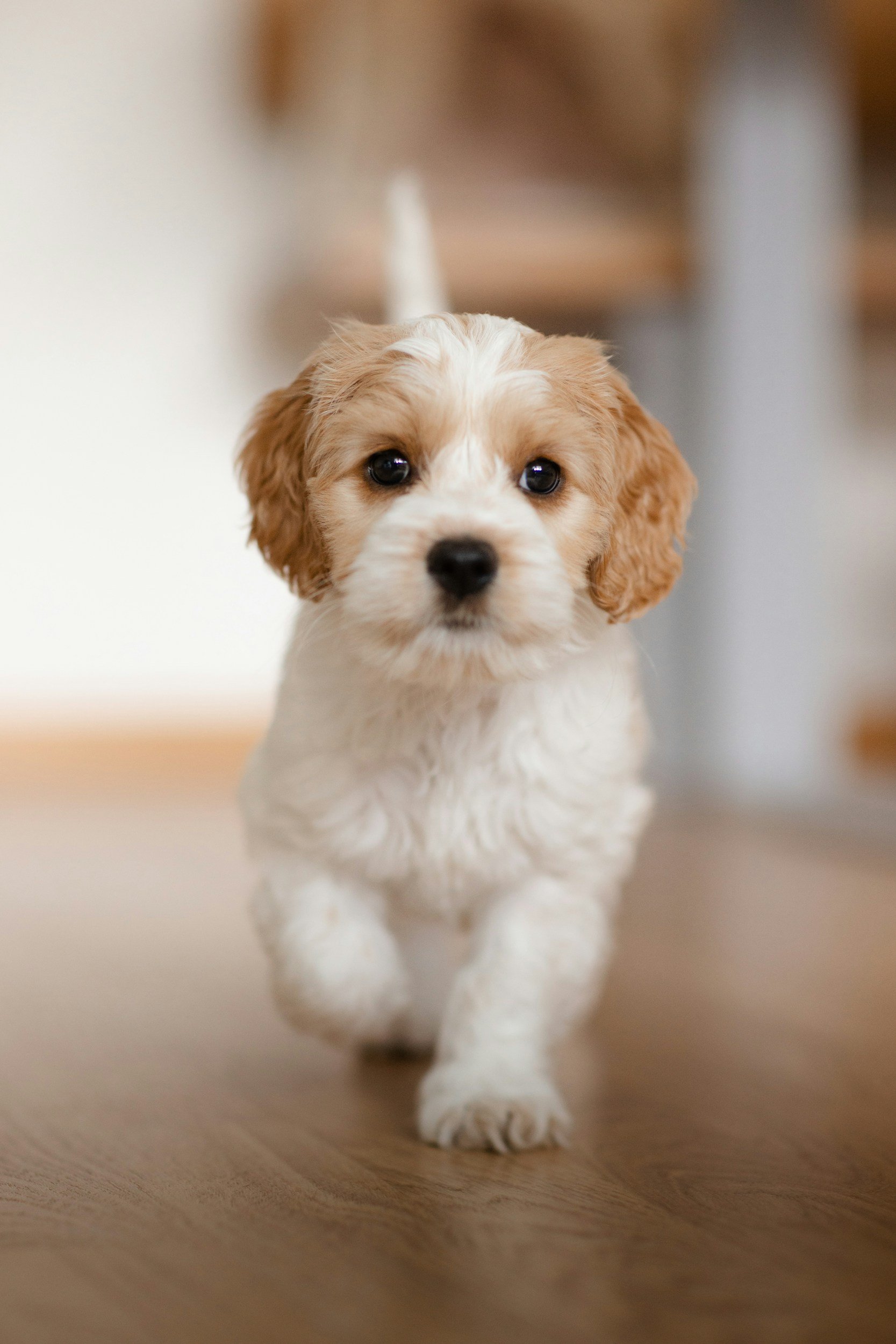 doodle puppy training