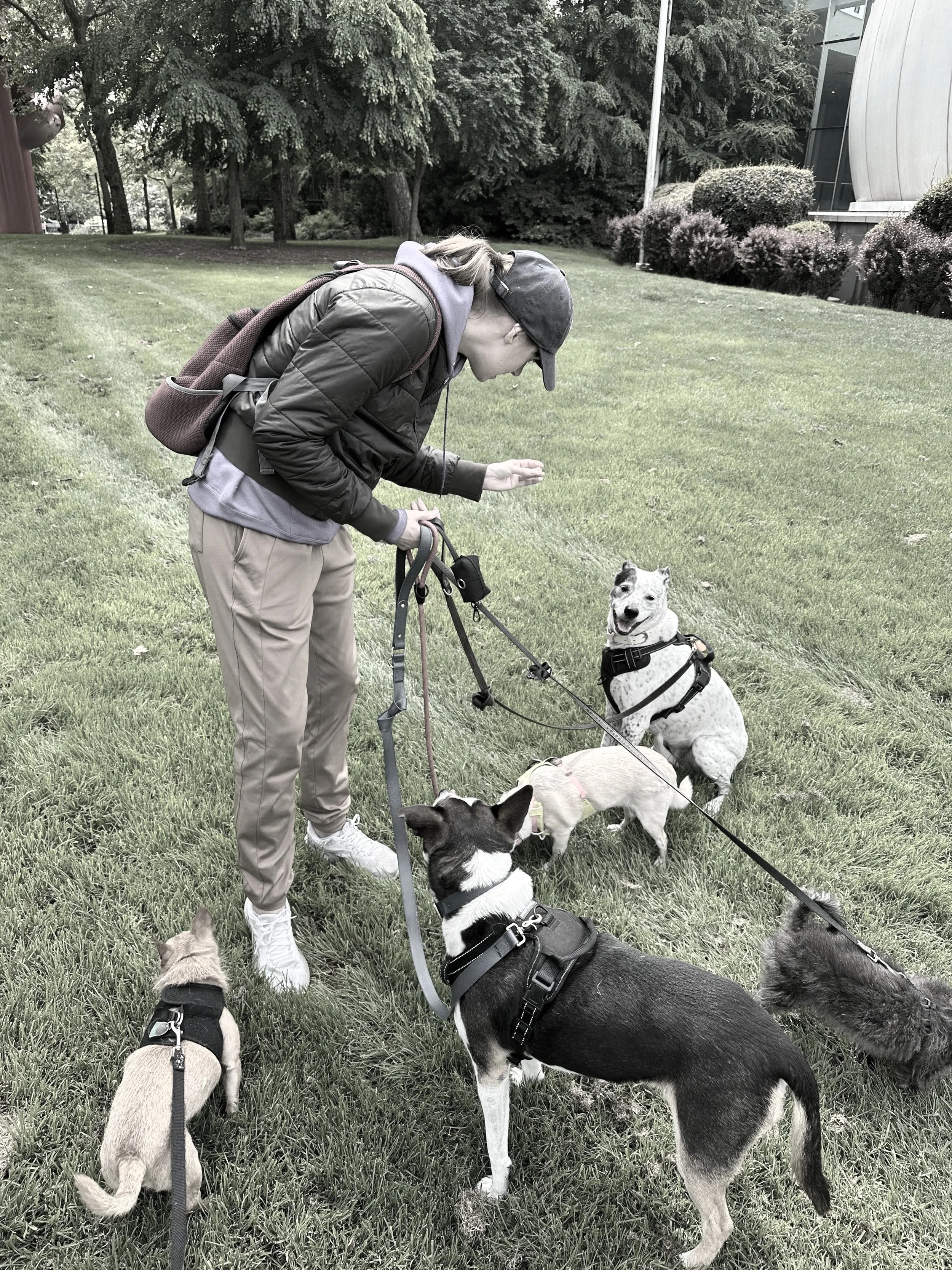 Seattle pack walks for dogs