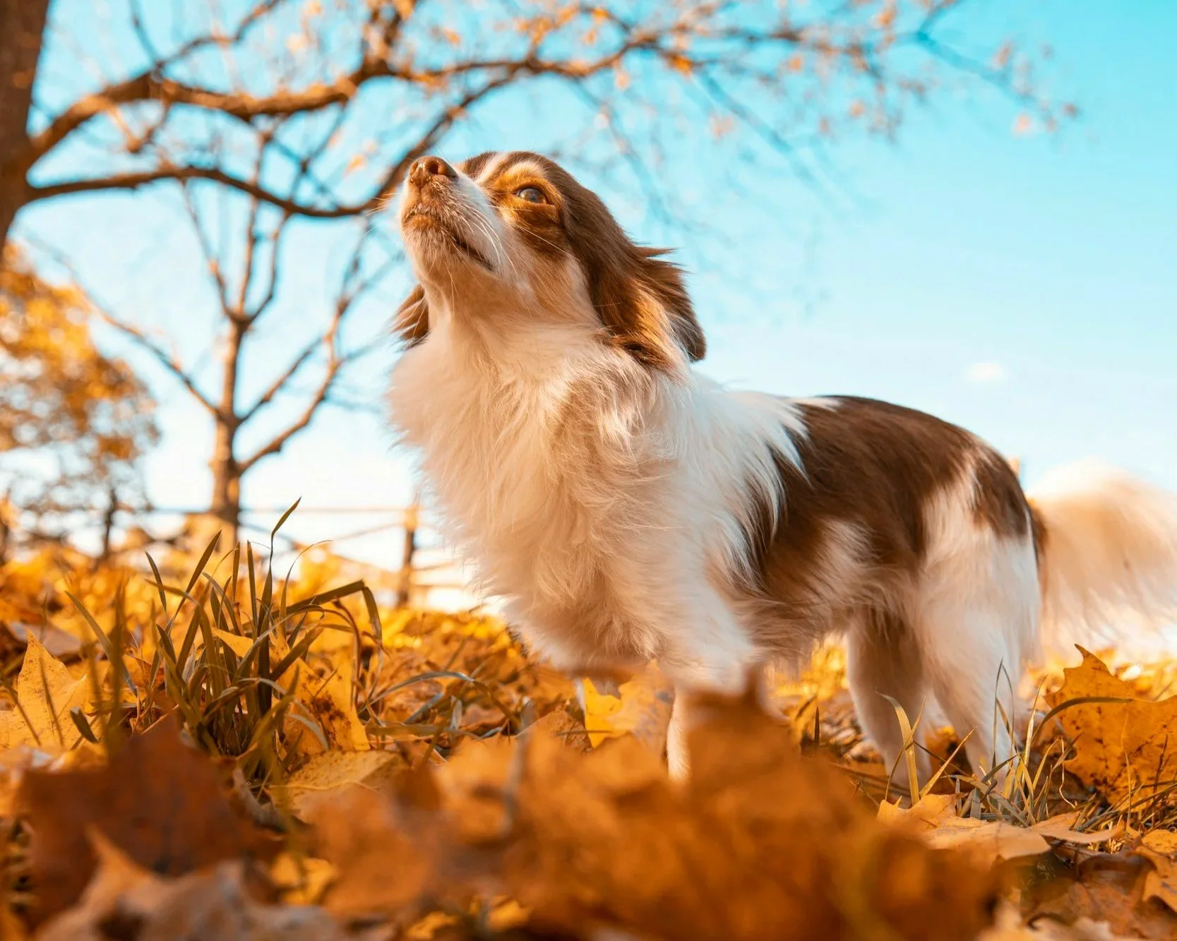 Do Dogs Dream in Color?