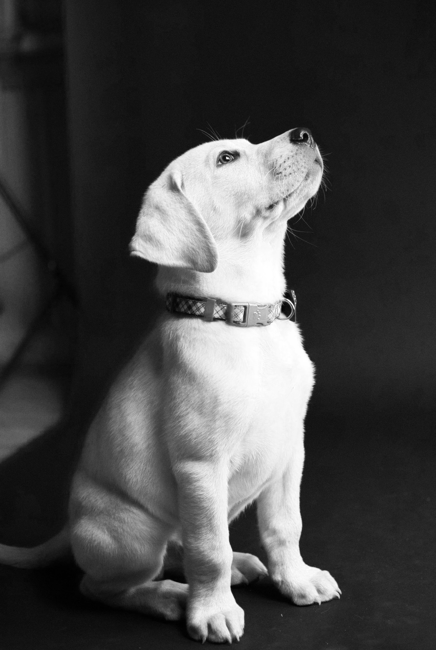 puppy training seattle wa