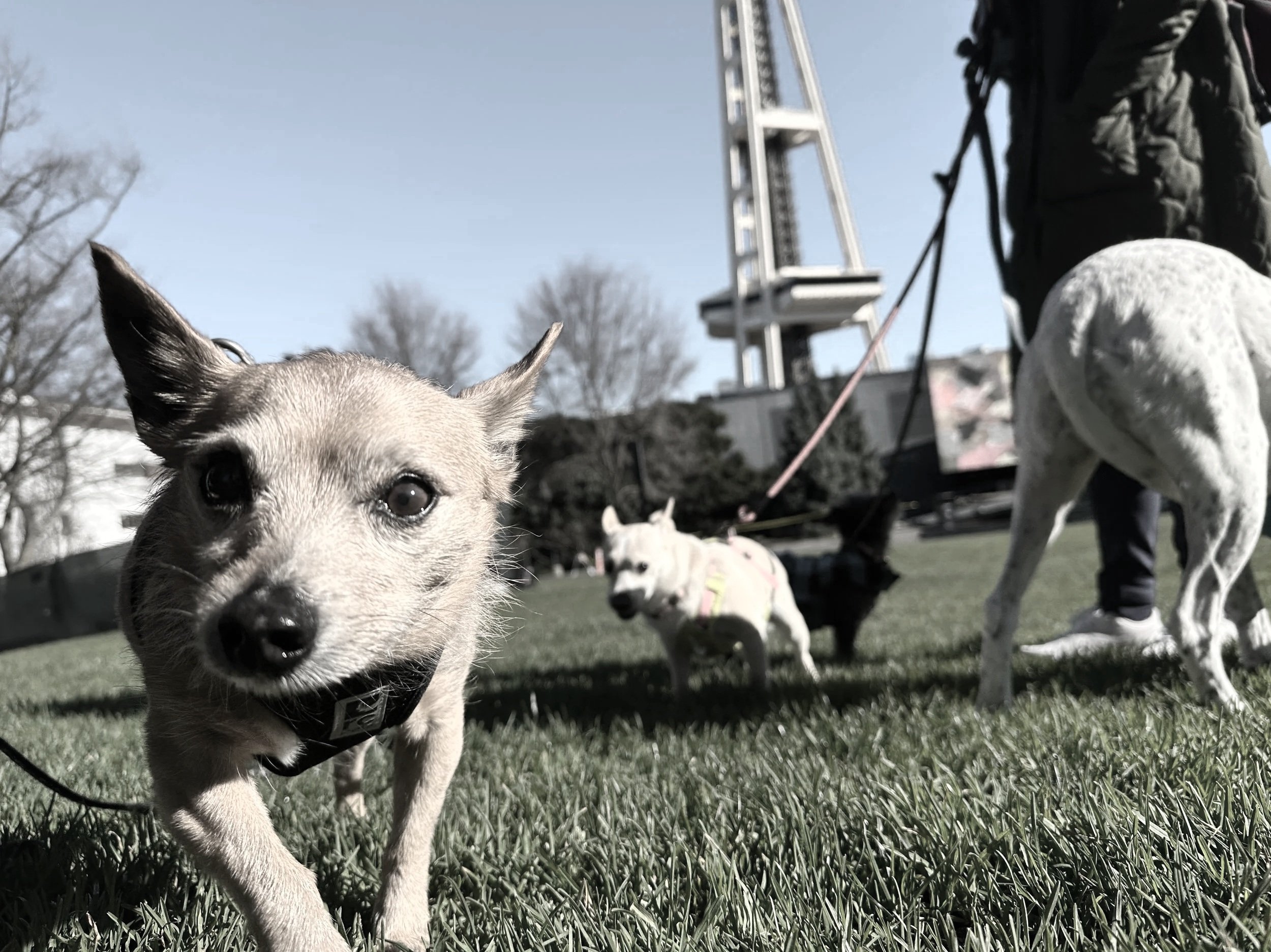 Seattle dog walks