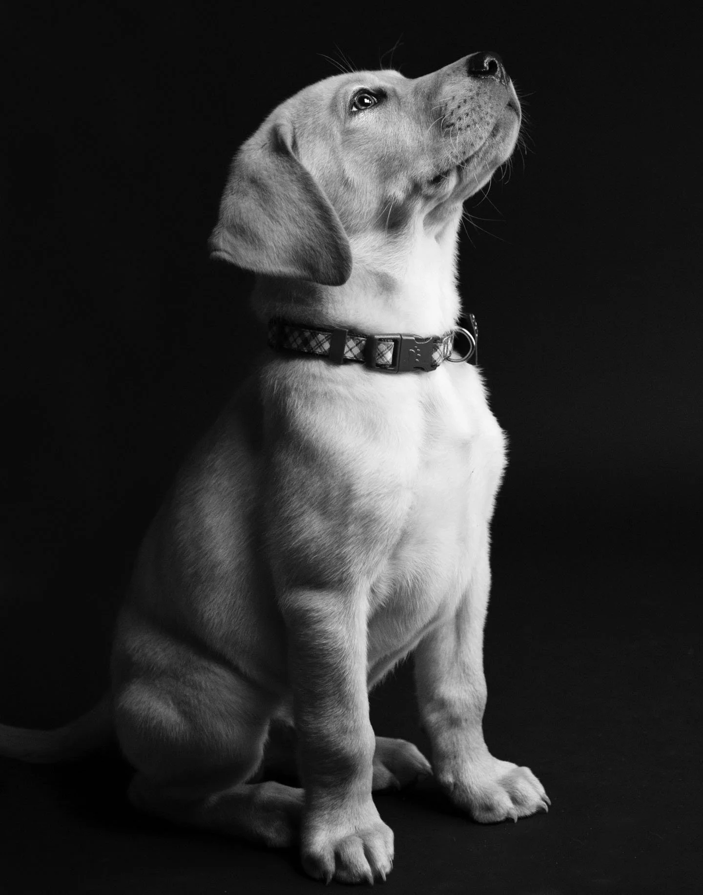 Puppy training seattle