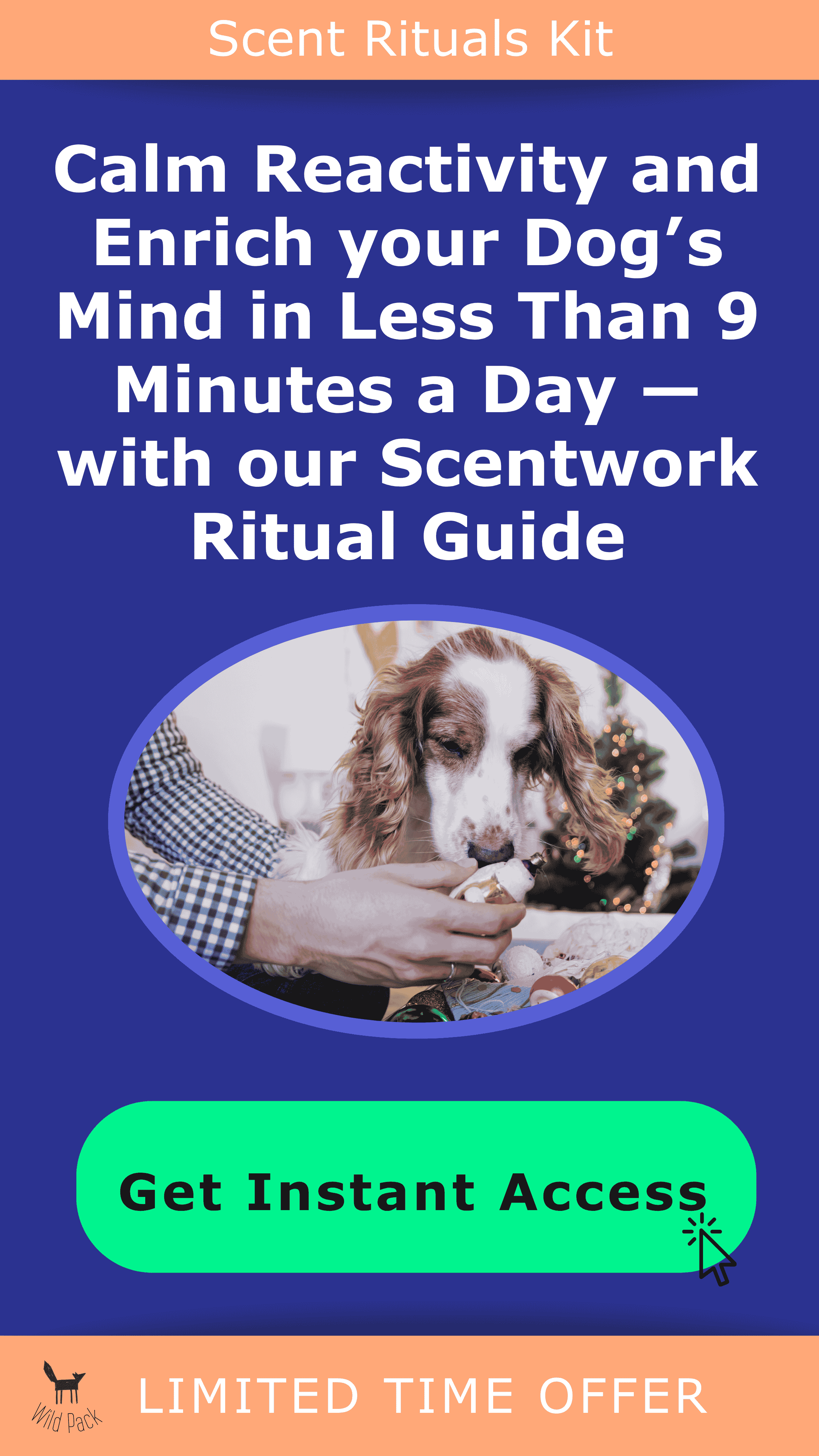 Canine nosework how to
