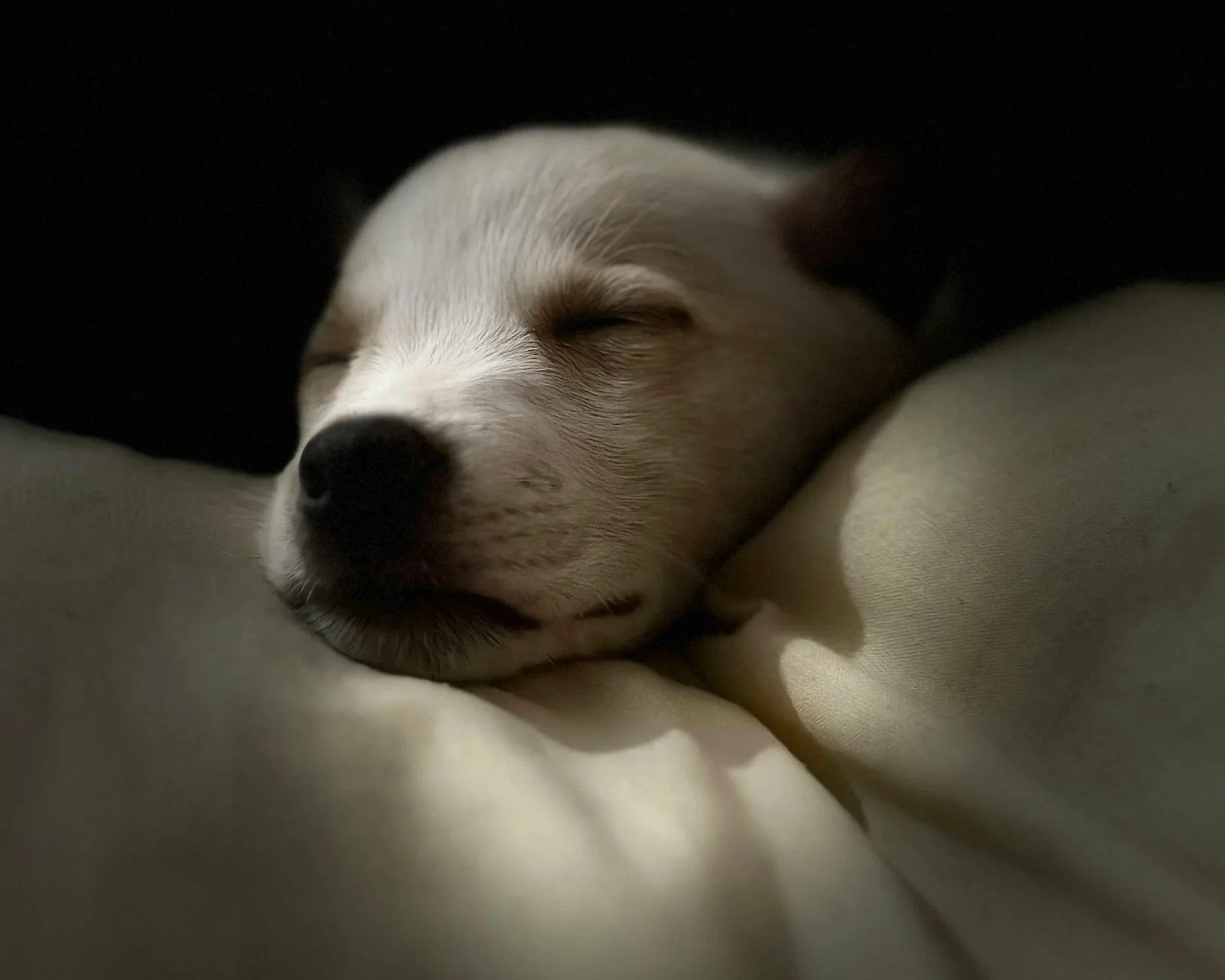 Why Do Dogs Dream and What Do They See?