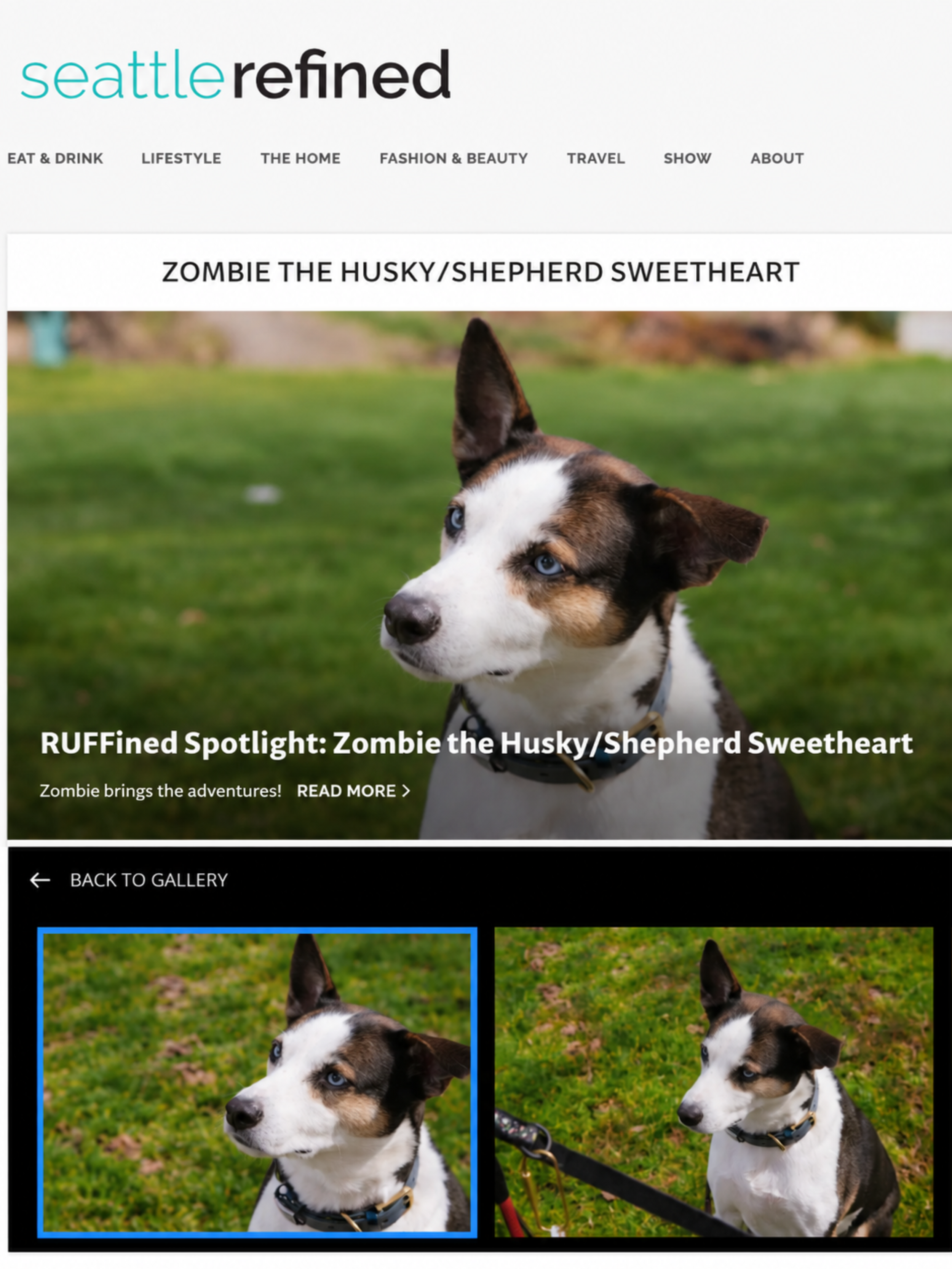 Wild Pack in the News: Komo News RUFFined Spotlight on Zombie!