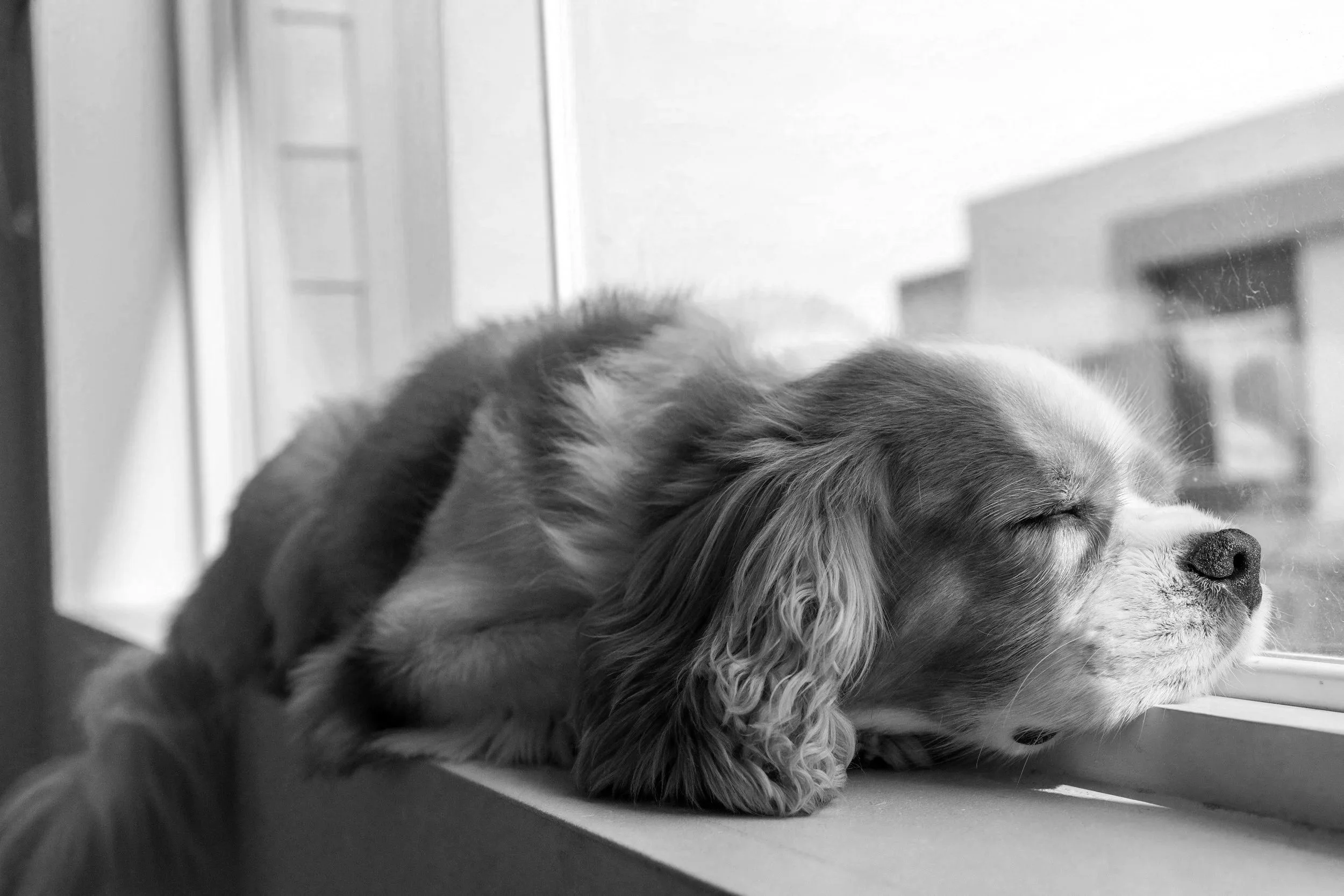 Dog keepsake