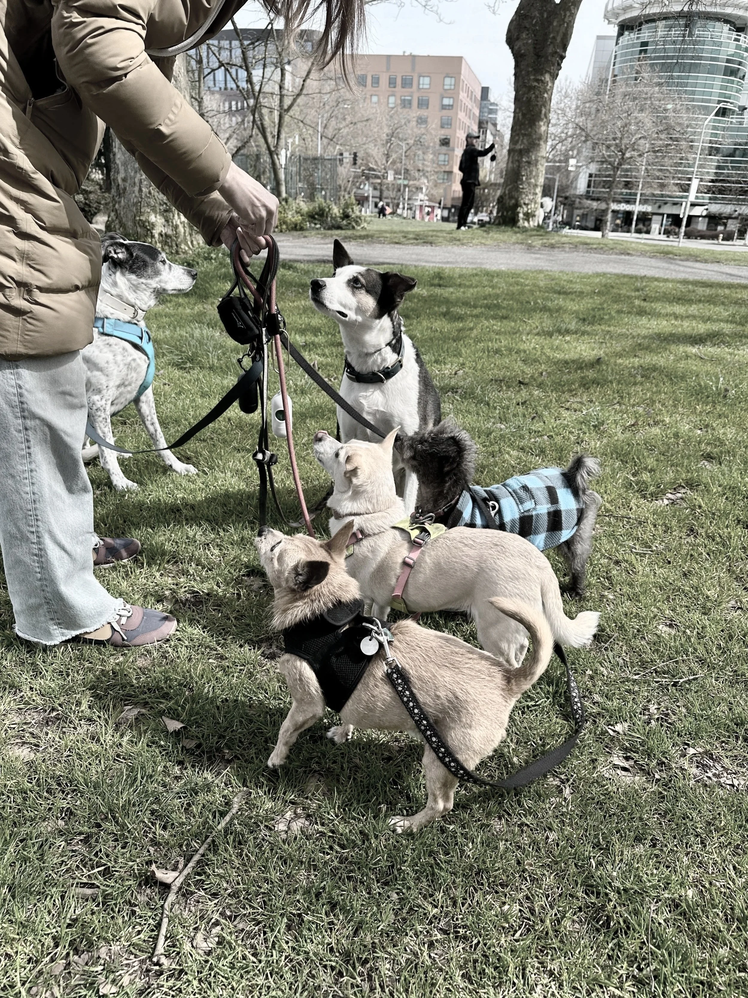 Dog walks belltown