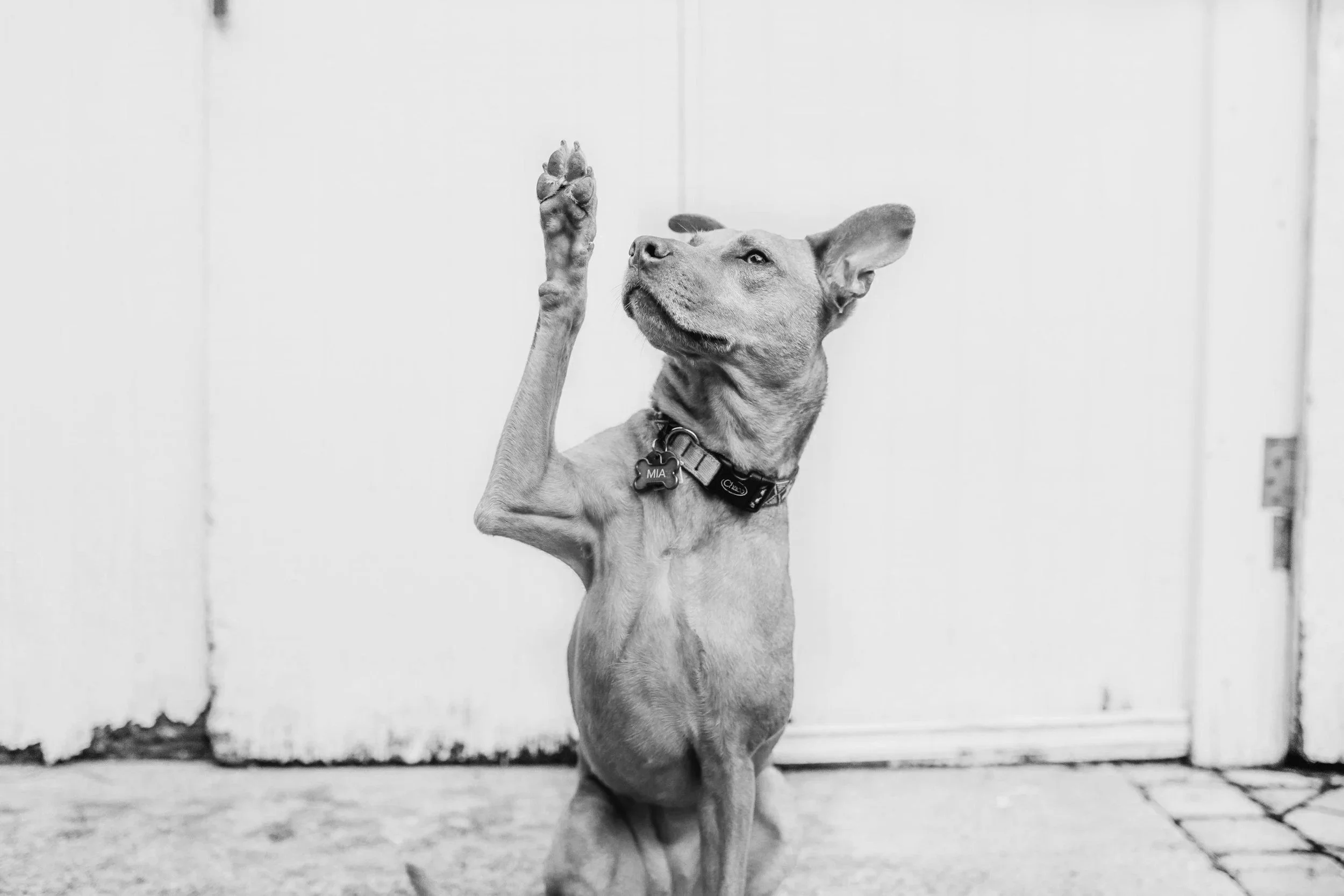 dog training virtual course