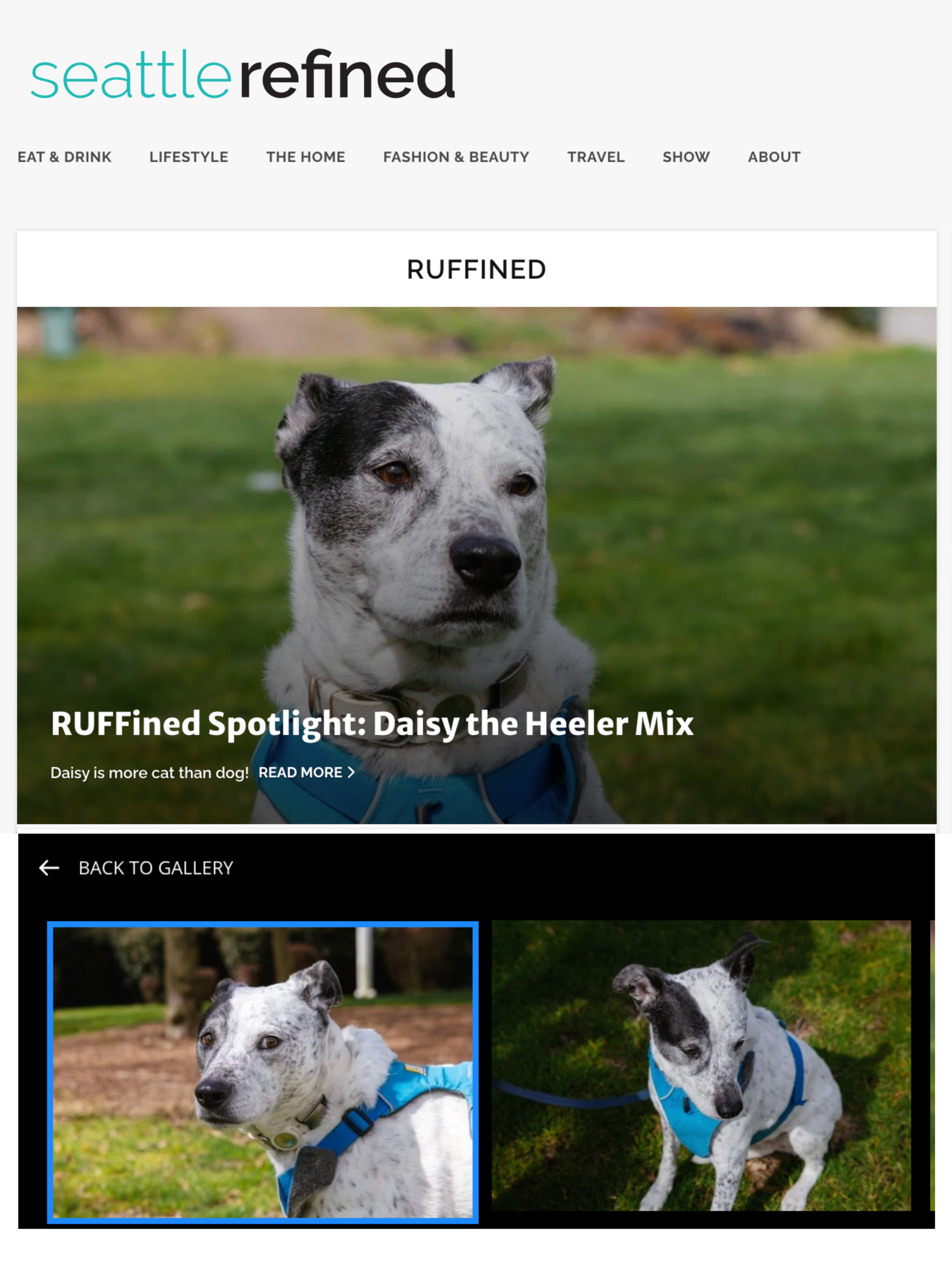 Wild Pack in the News: Daisy Featured in Komo News’ Seattle Refined!