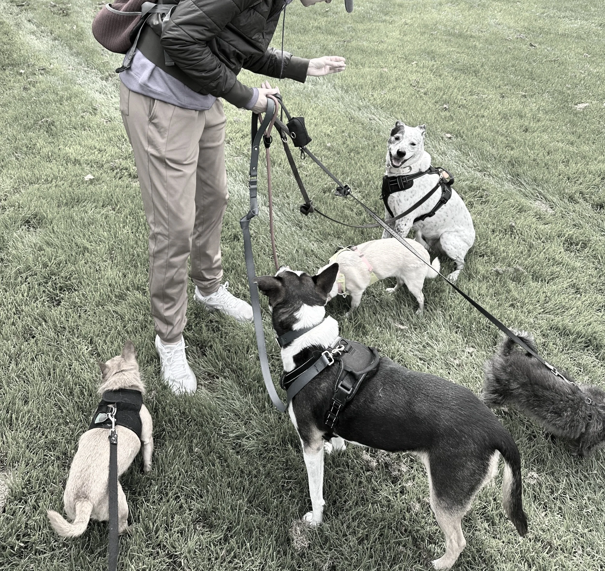Seattle pack walks for dogs
