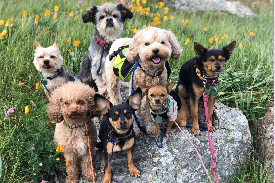 Downtown Seattle Pack Walks