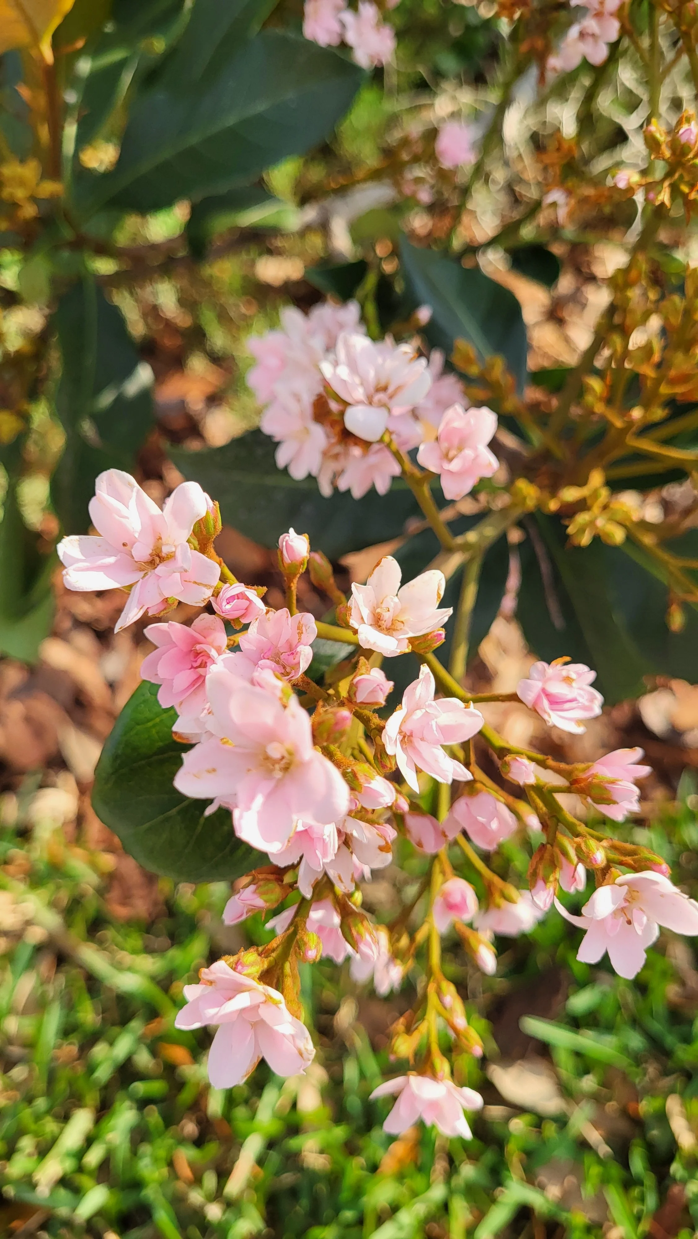 Close-up of pink flowers on a shrub with green leaves and blurred background.