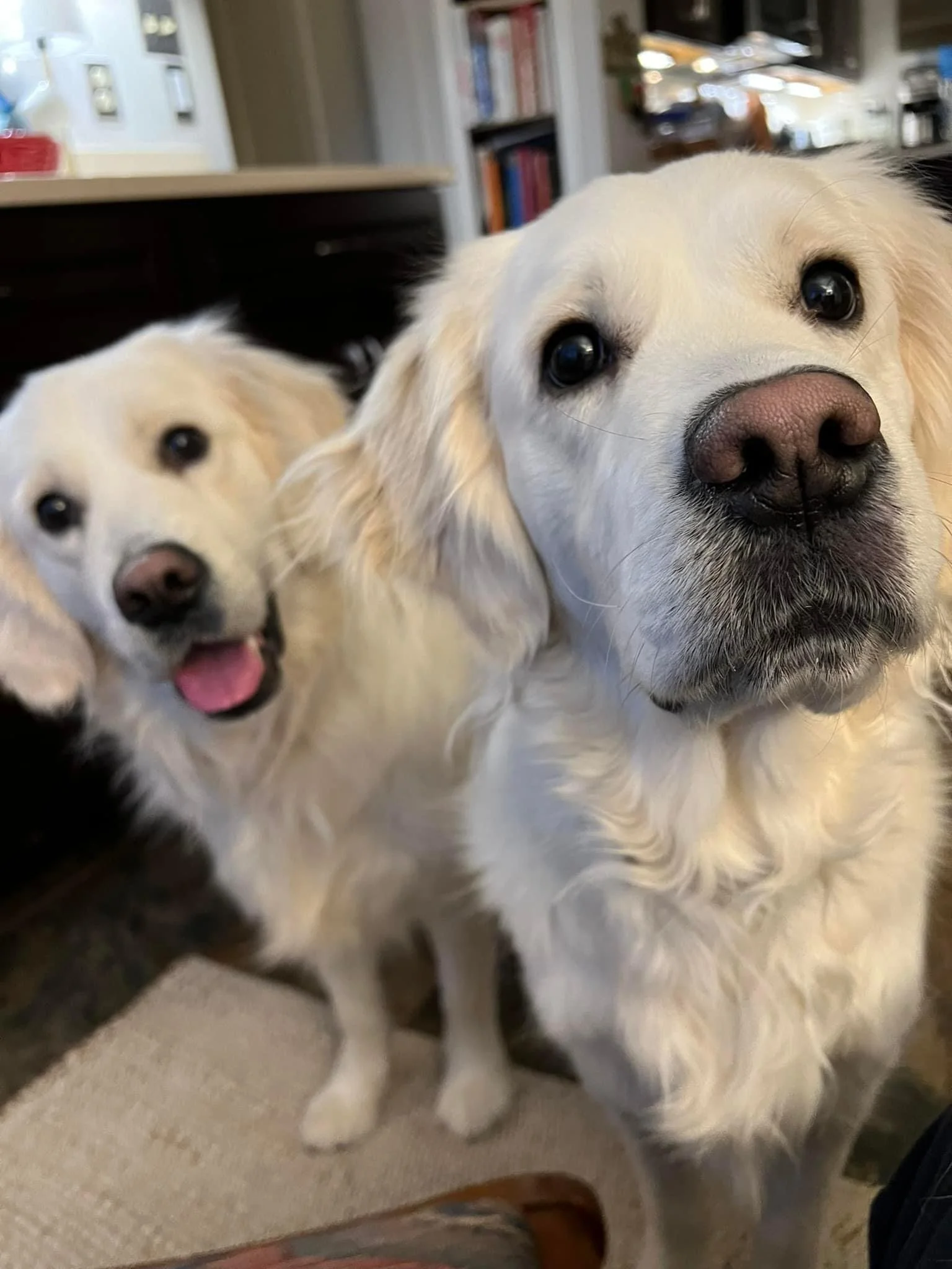 Two golden retriever dogs indoors, one in the foreground looking directly at the camera with a close-up of its face, and the other in the background with its mouth open, appearing happy.