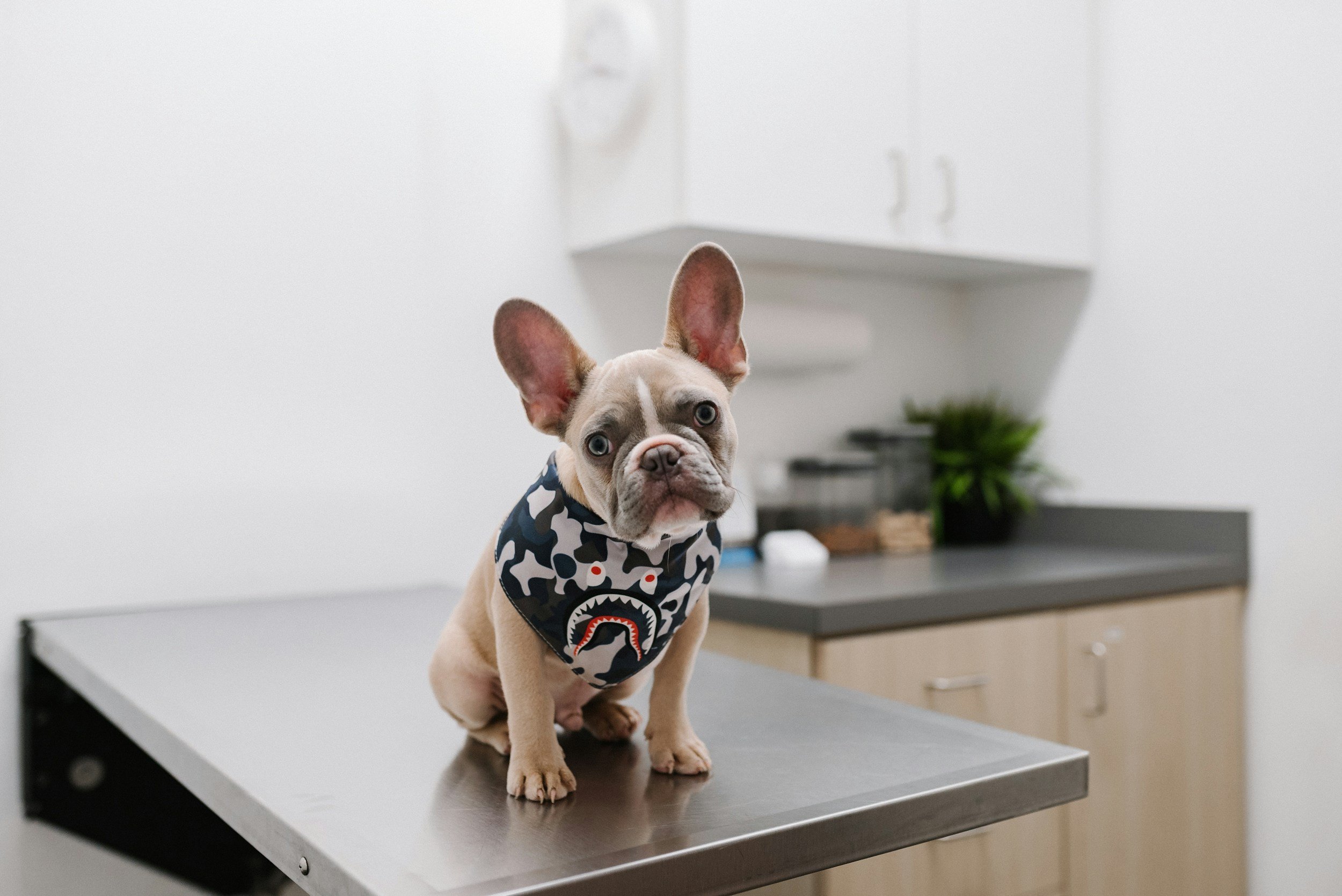 A French Bulldog puppy wearing a camouflage bandana with a shark face on it, sitting on a metal examination table in a veterinary clinic or grooming salon, with cabinets and a potted plant in the background.
