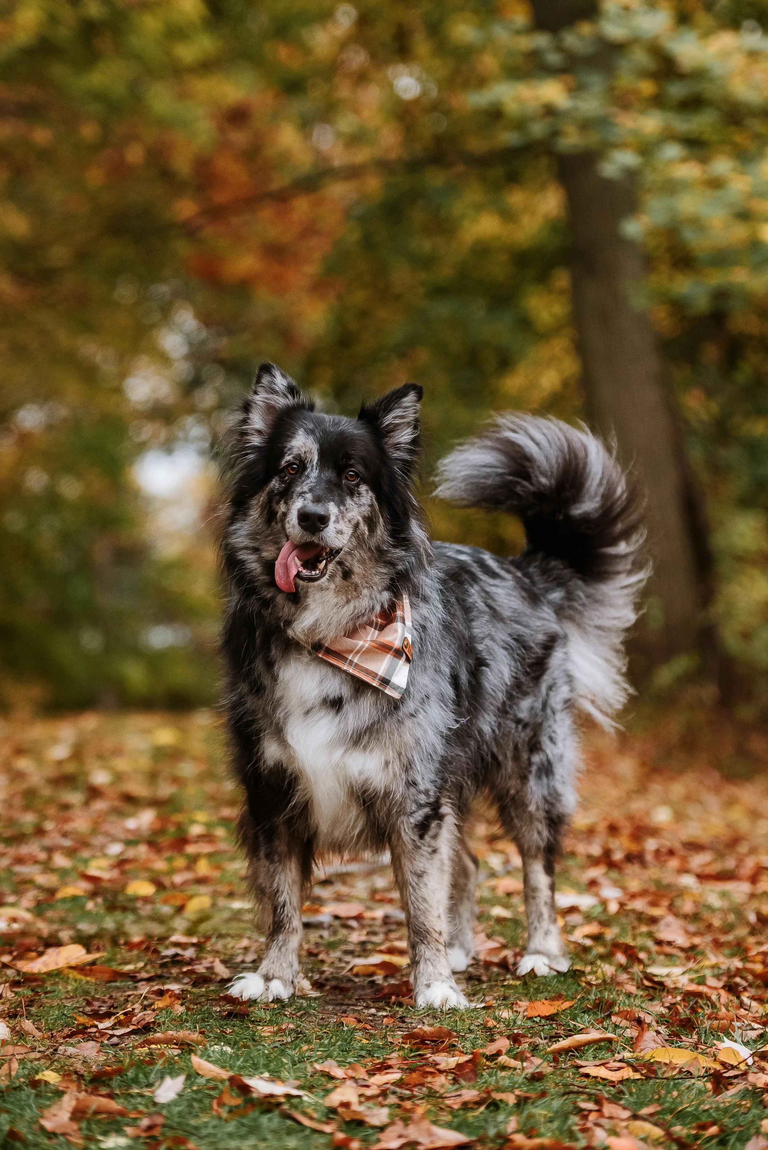 A merle Australian Shepherd dog with a bandana around its neck standing on fallen autumn leaves in a forest.
