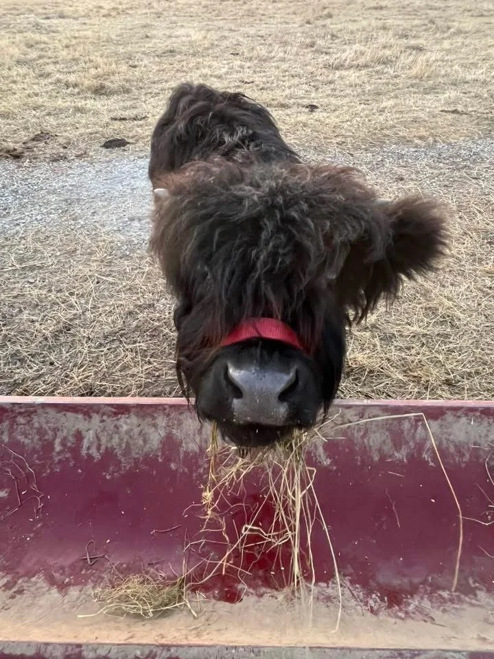 A black cow with curly fur and a red collar chewing hay at a feed trough in a farm setting.