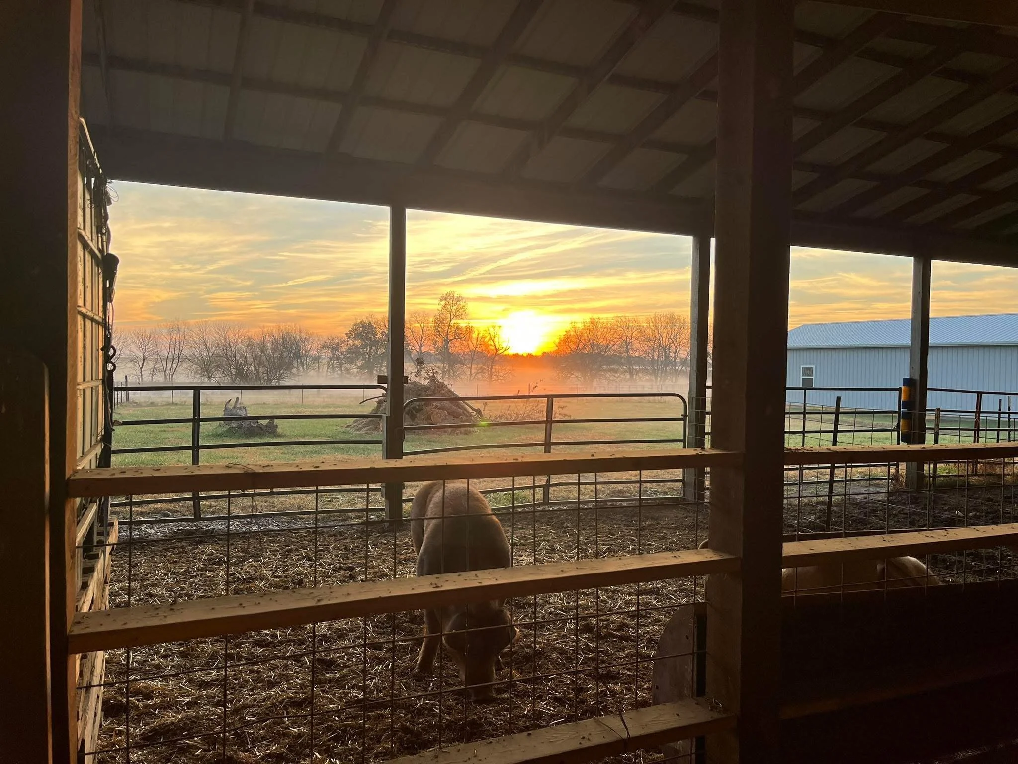 View from inside a barn or shed, looking out through a fenced area to a sunset sky with trees and a building in the background.