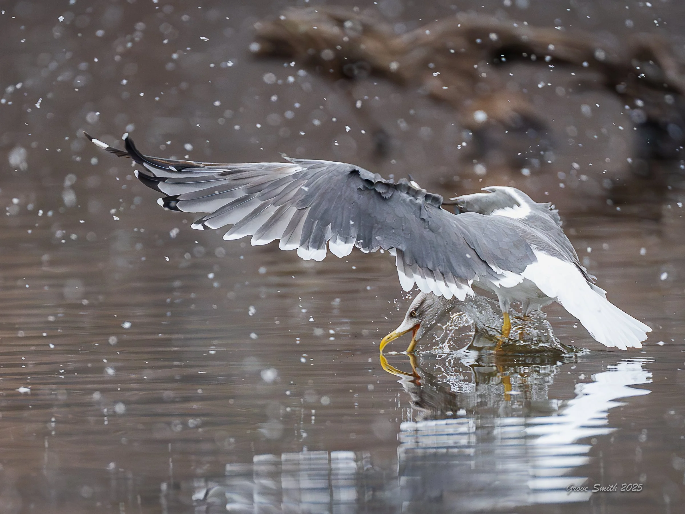 Gull in Snow-1.jpg