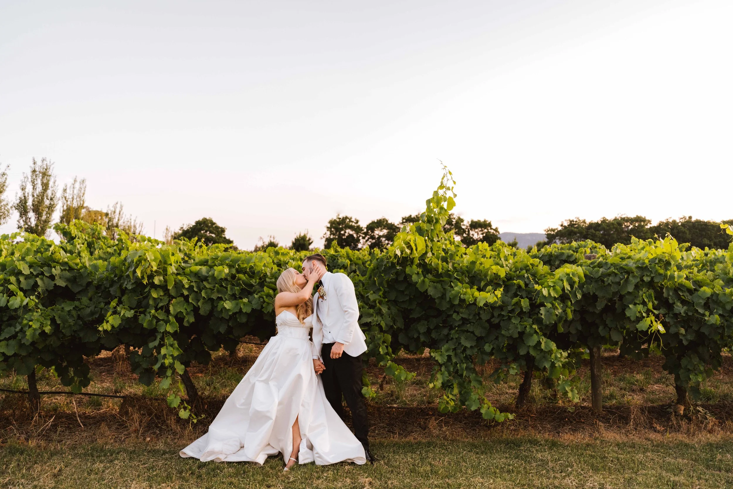 A bride and groom kissing in a vineyard at sunset, with lush green vines in the background.