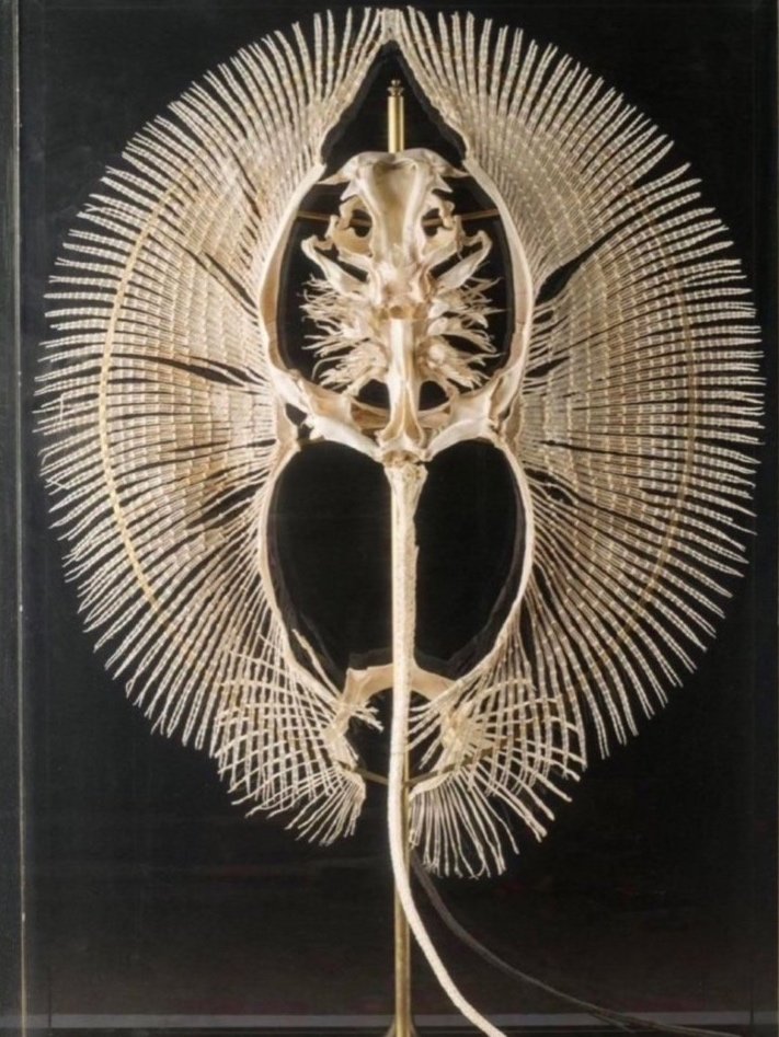 Stingray Skeleton