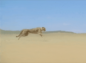 Cheetah hitting 60mph