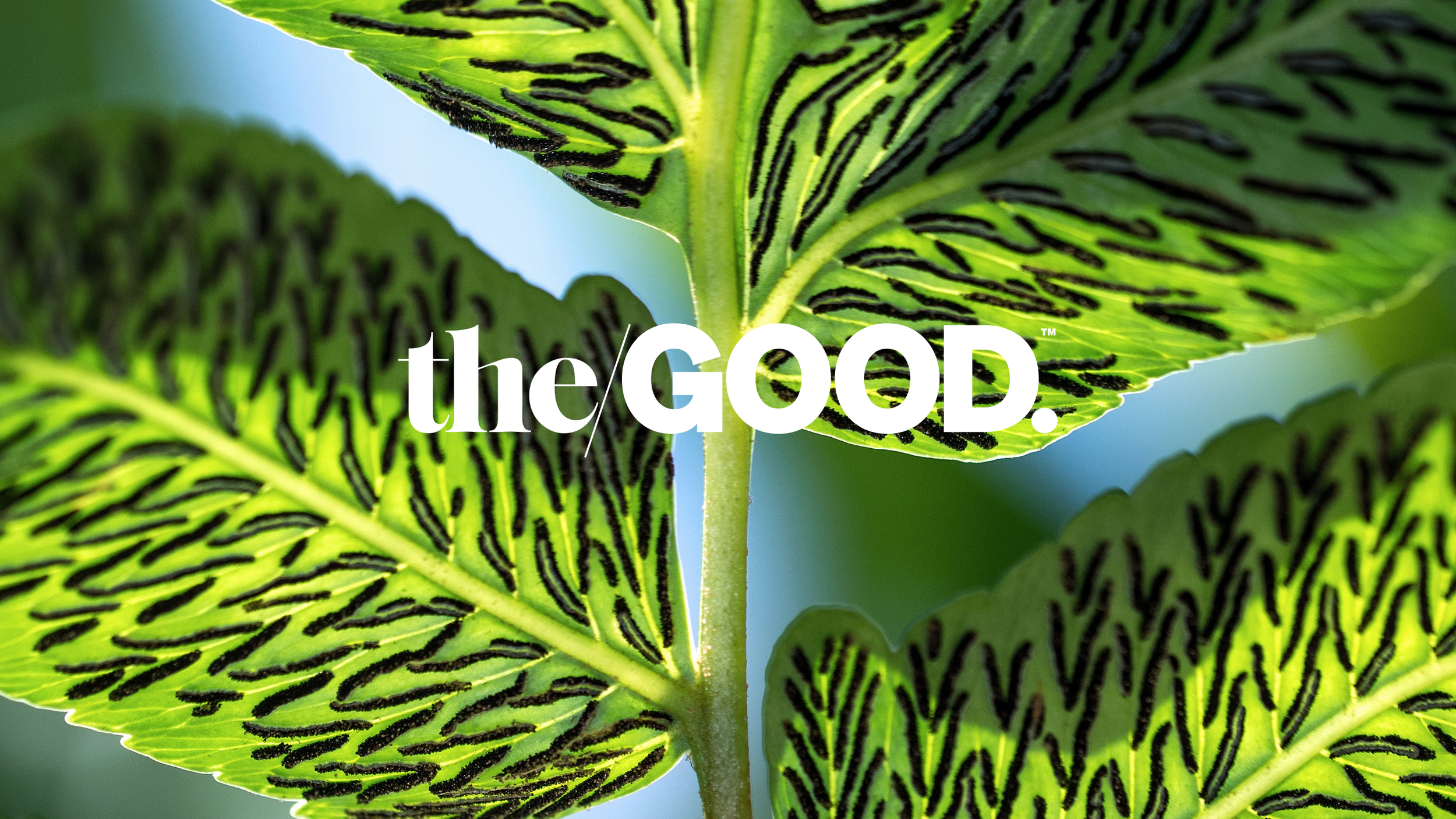 The Good