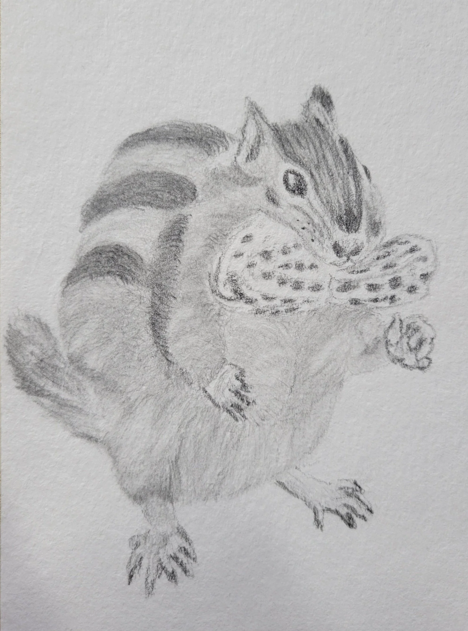 Our Chipmunk Neighbours.