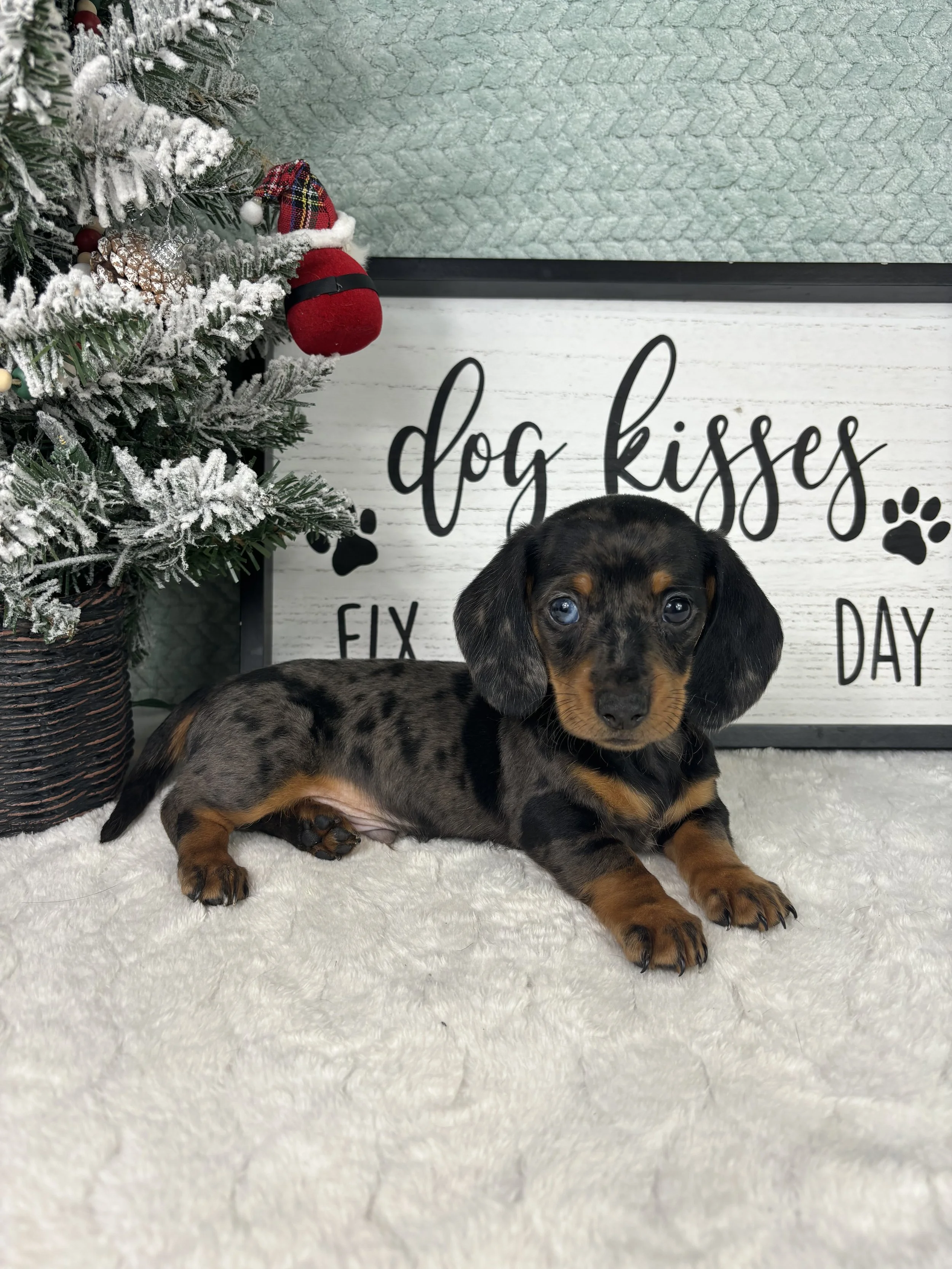 Dexter - AKC Miniature Dachshund