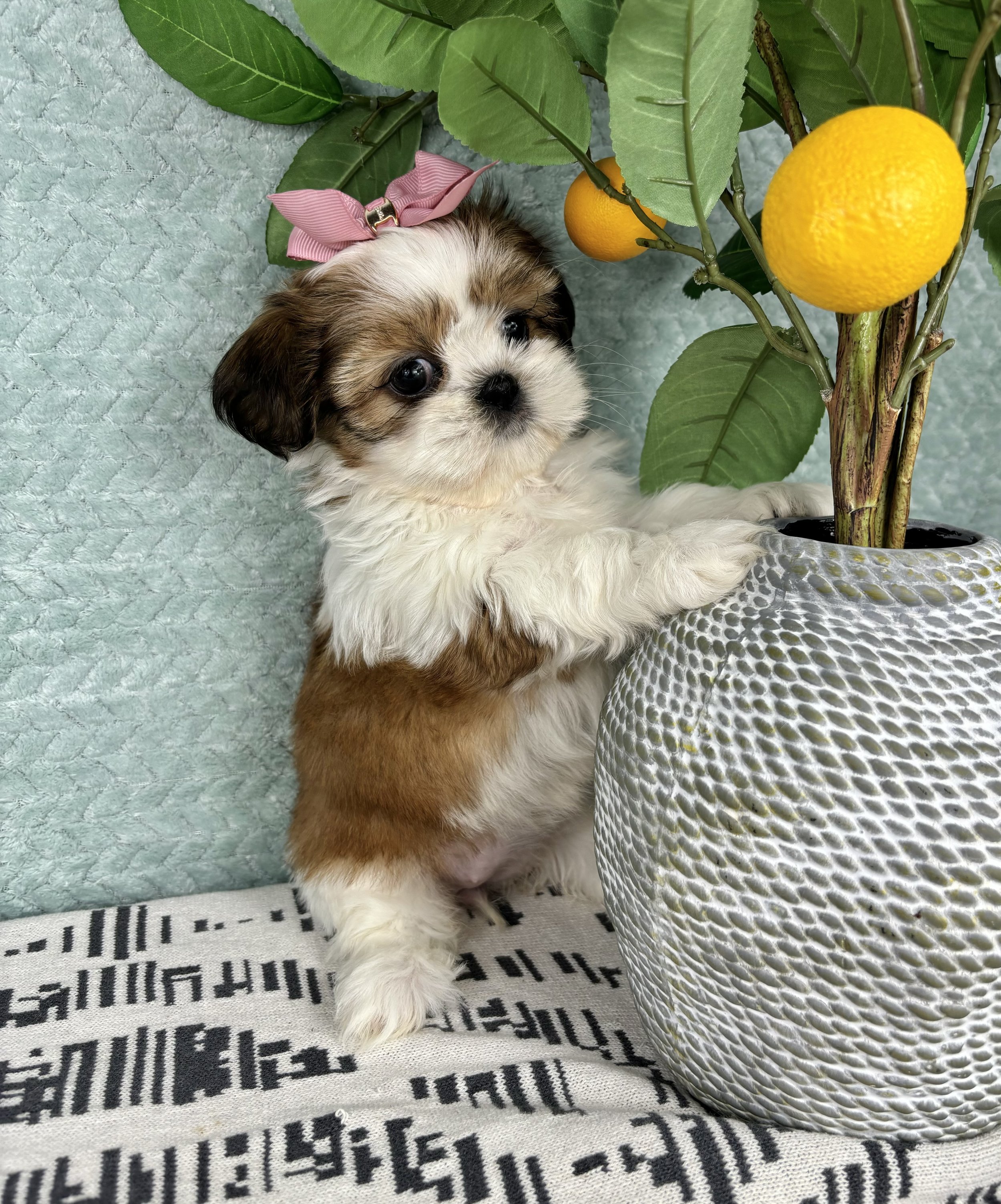 Shihtzu - Sophie