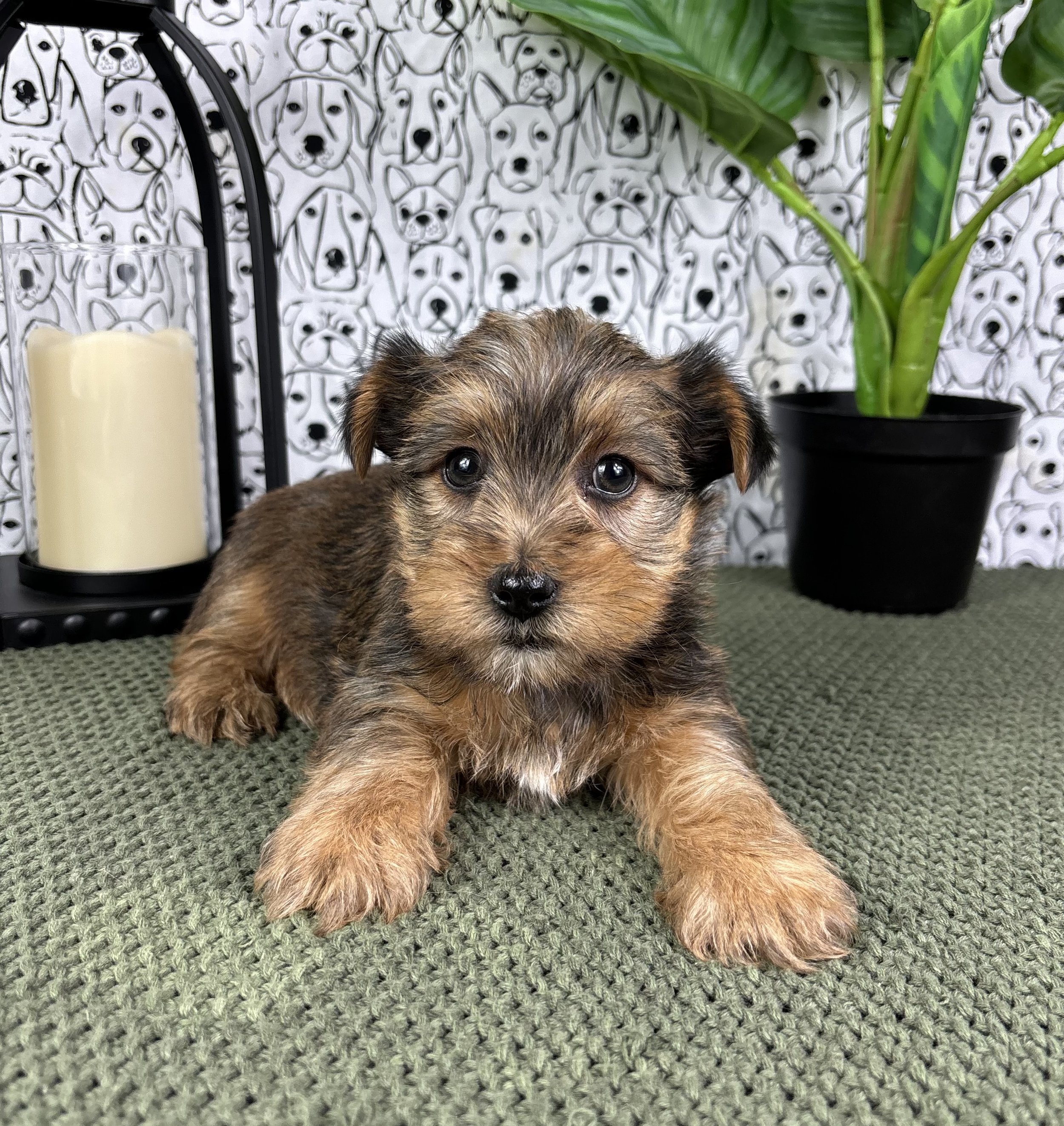 Yorkie - Thomas