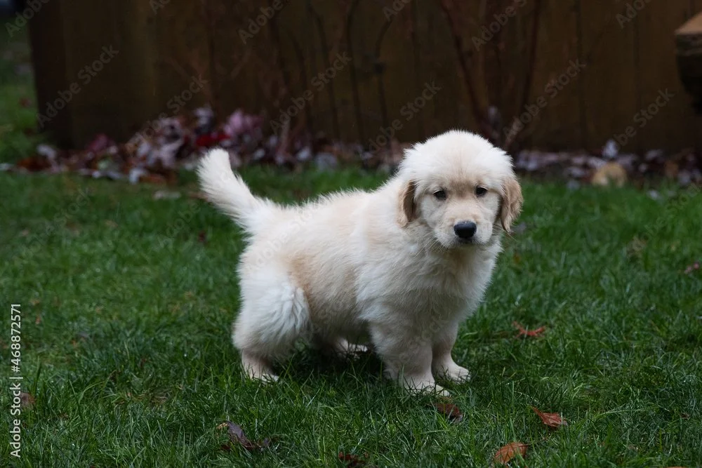 In-Depth Guide to Potty Training Your New Puppy</span>