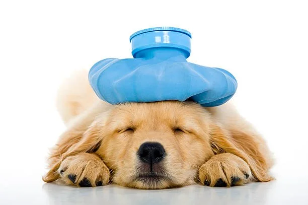 How to Keep Your Puppy Safe from Illness