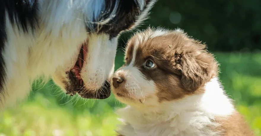 How to Introduce Your New Puppy to Your Current Dog