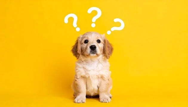 where to buy a puppy in indiana