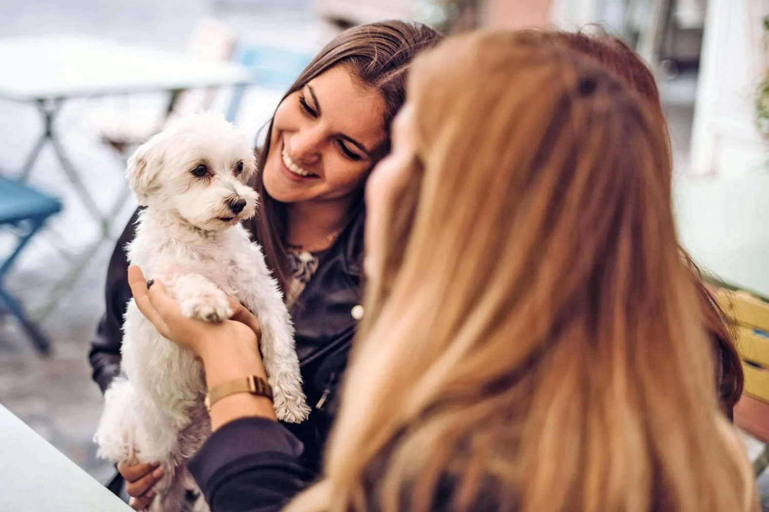 Why Socializing Your New Puppy Is Critical for a Happy, Well-Adjusted Dog