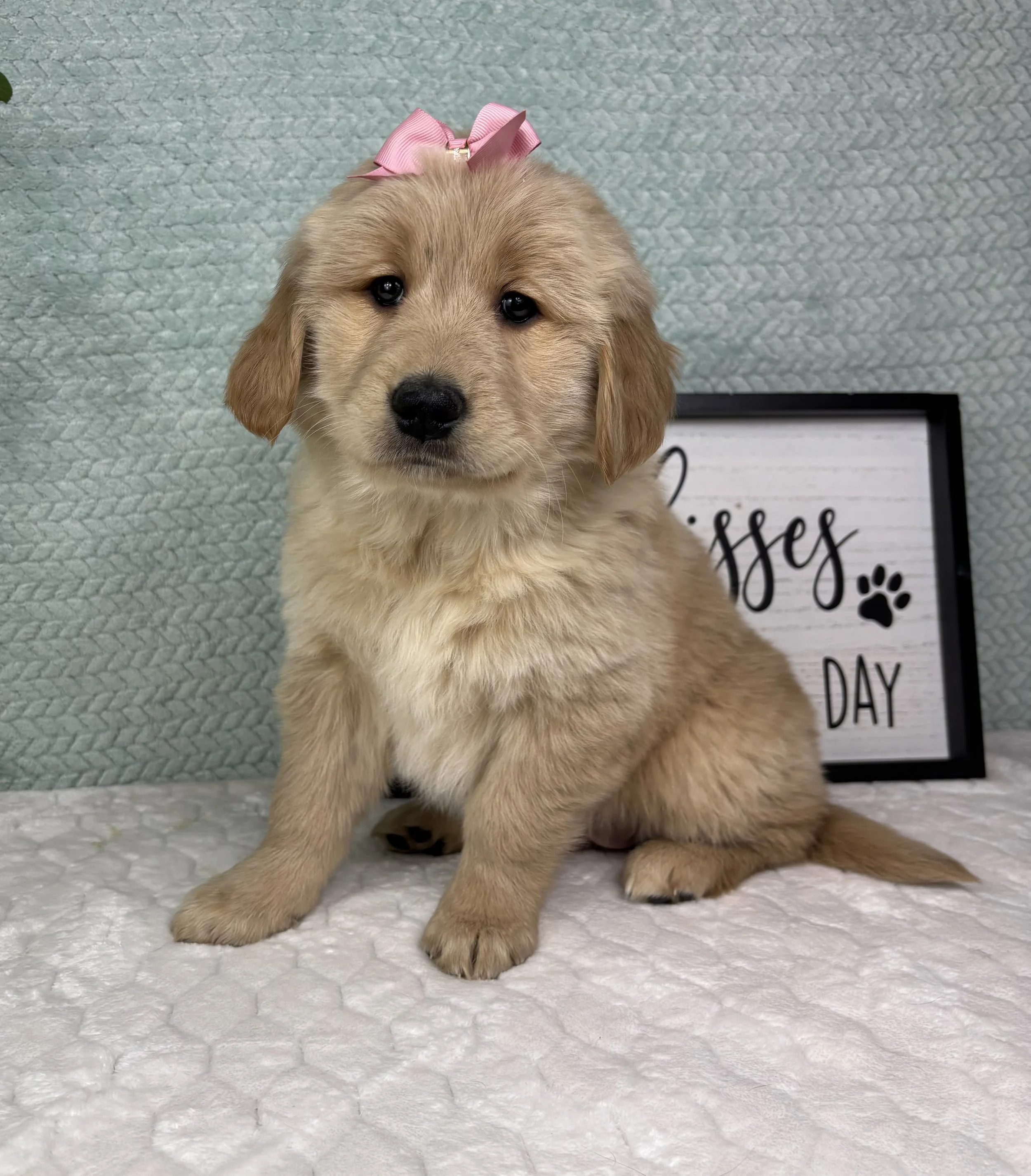 Grace - AKC Golden Retriever