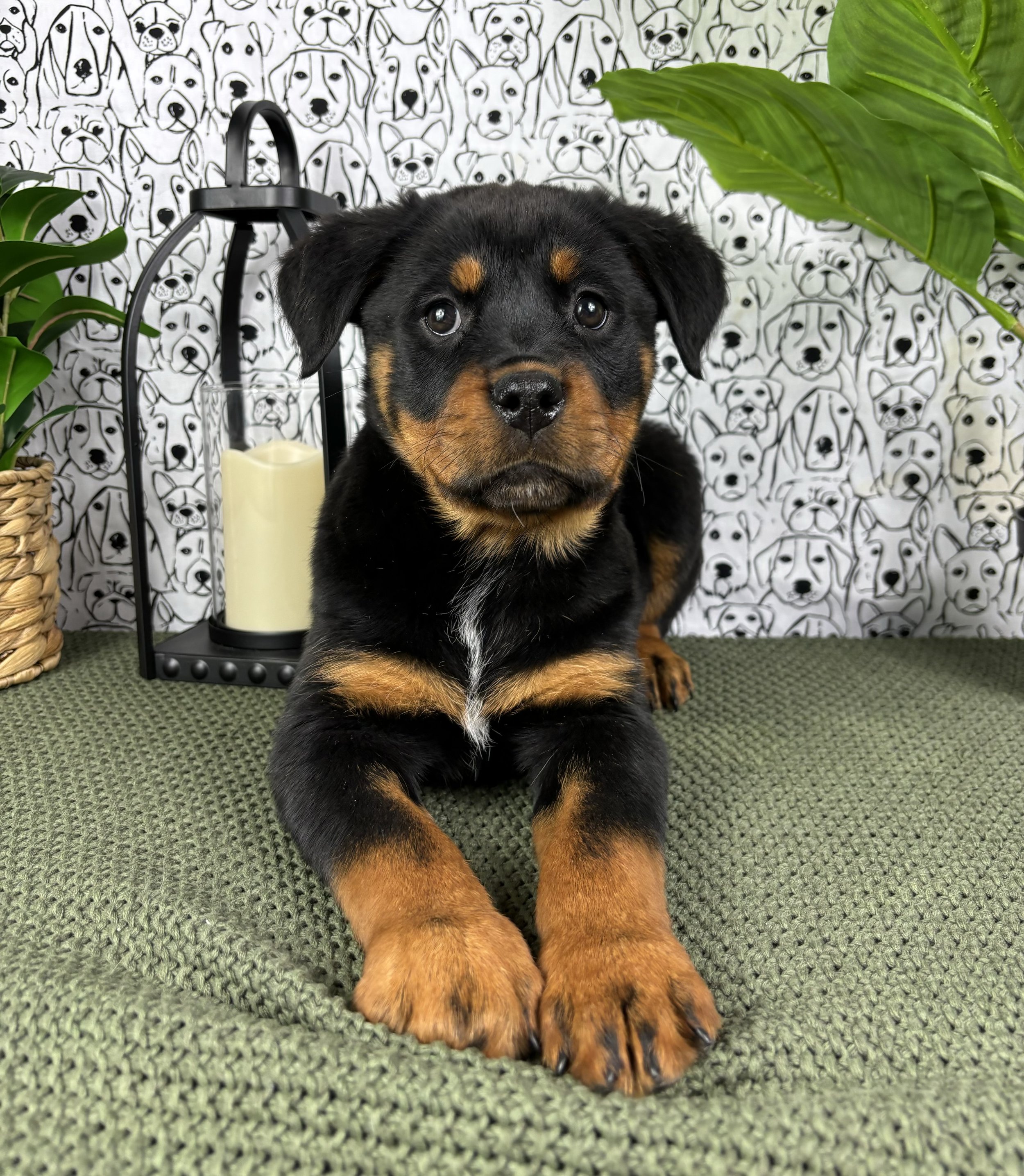 Rottweiler- Ramona