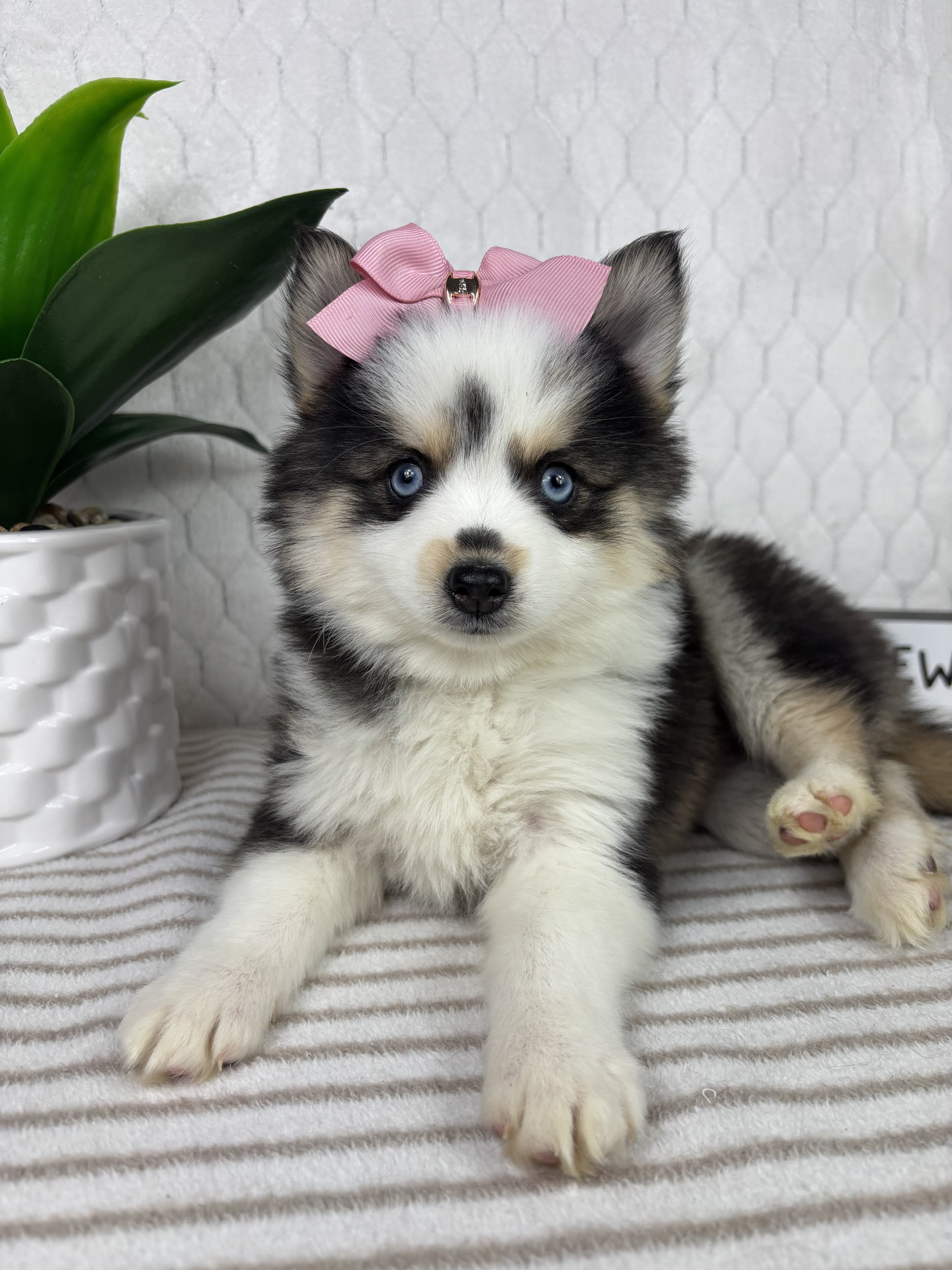 Paisley - Pomsky