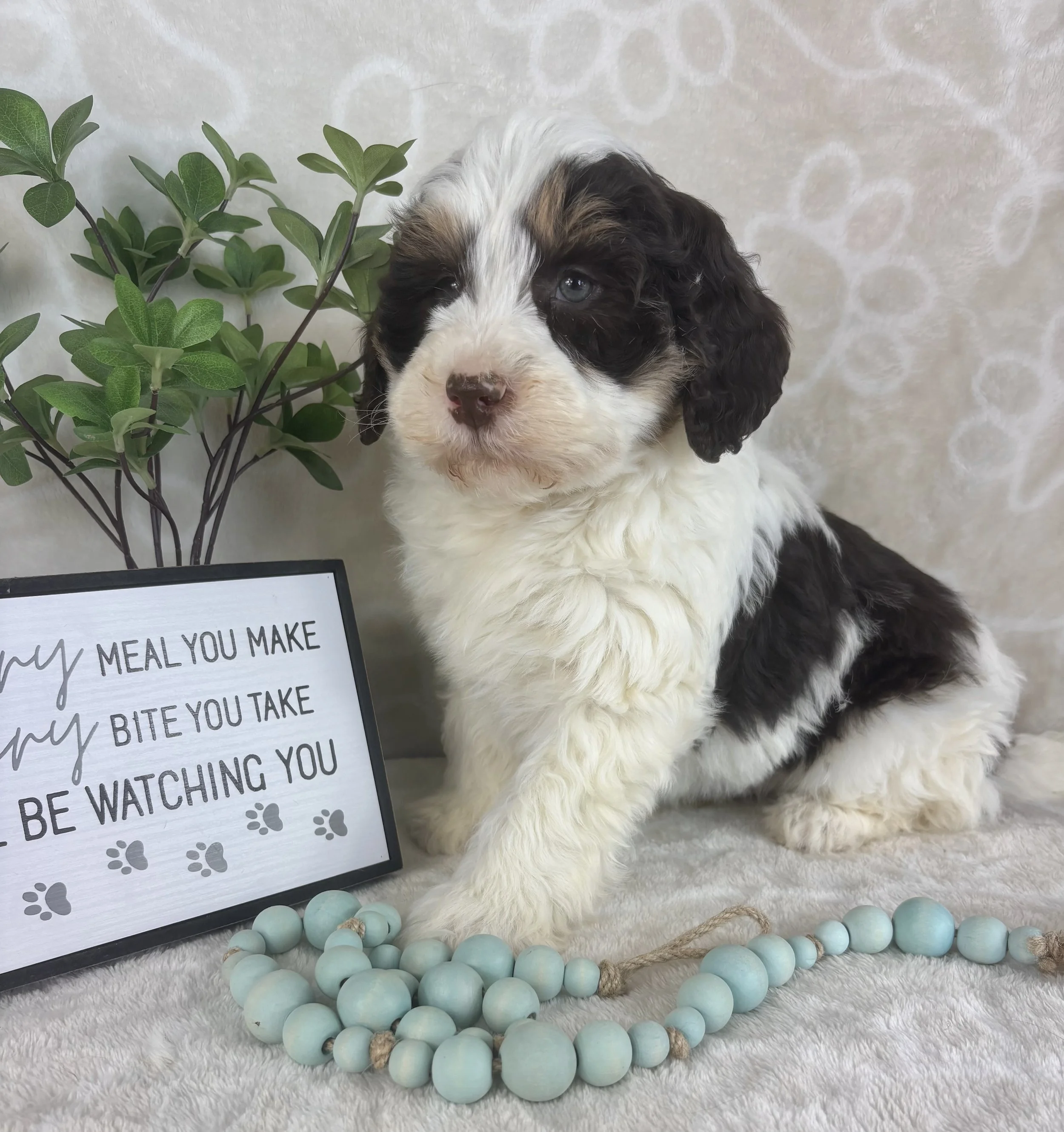 Benson - Mini F1b bernedoodle