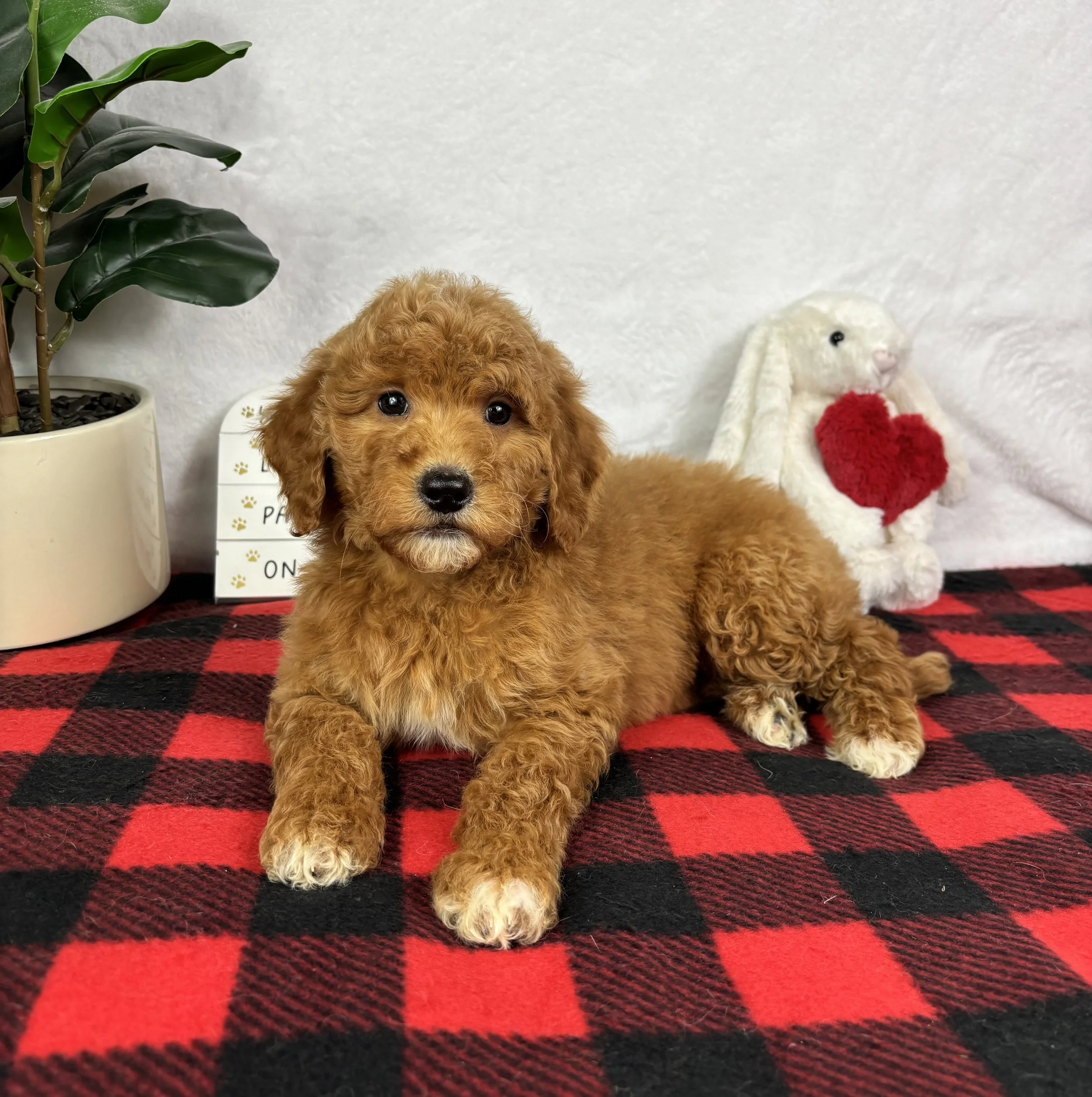 Gracie - Mini F1b Goldendoodle
