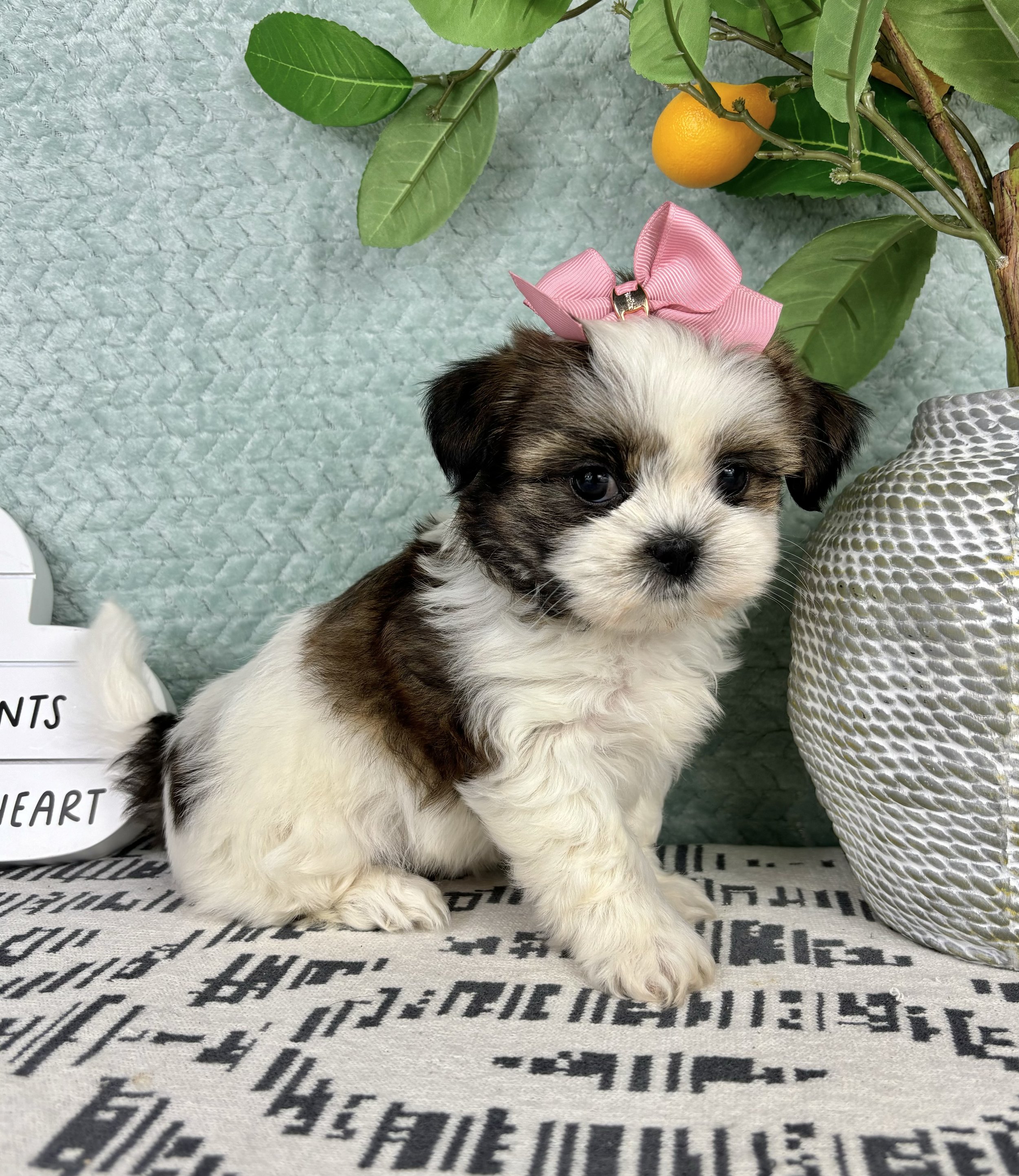 Shihtzu - Suzy