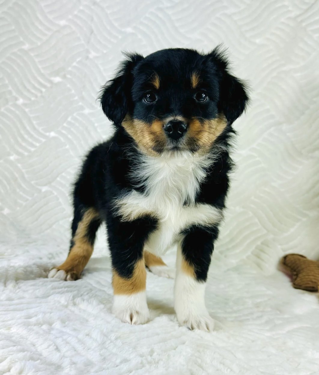 Mini Aussie - Alexa