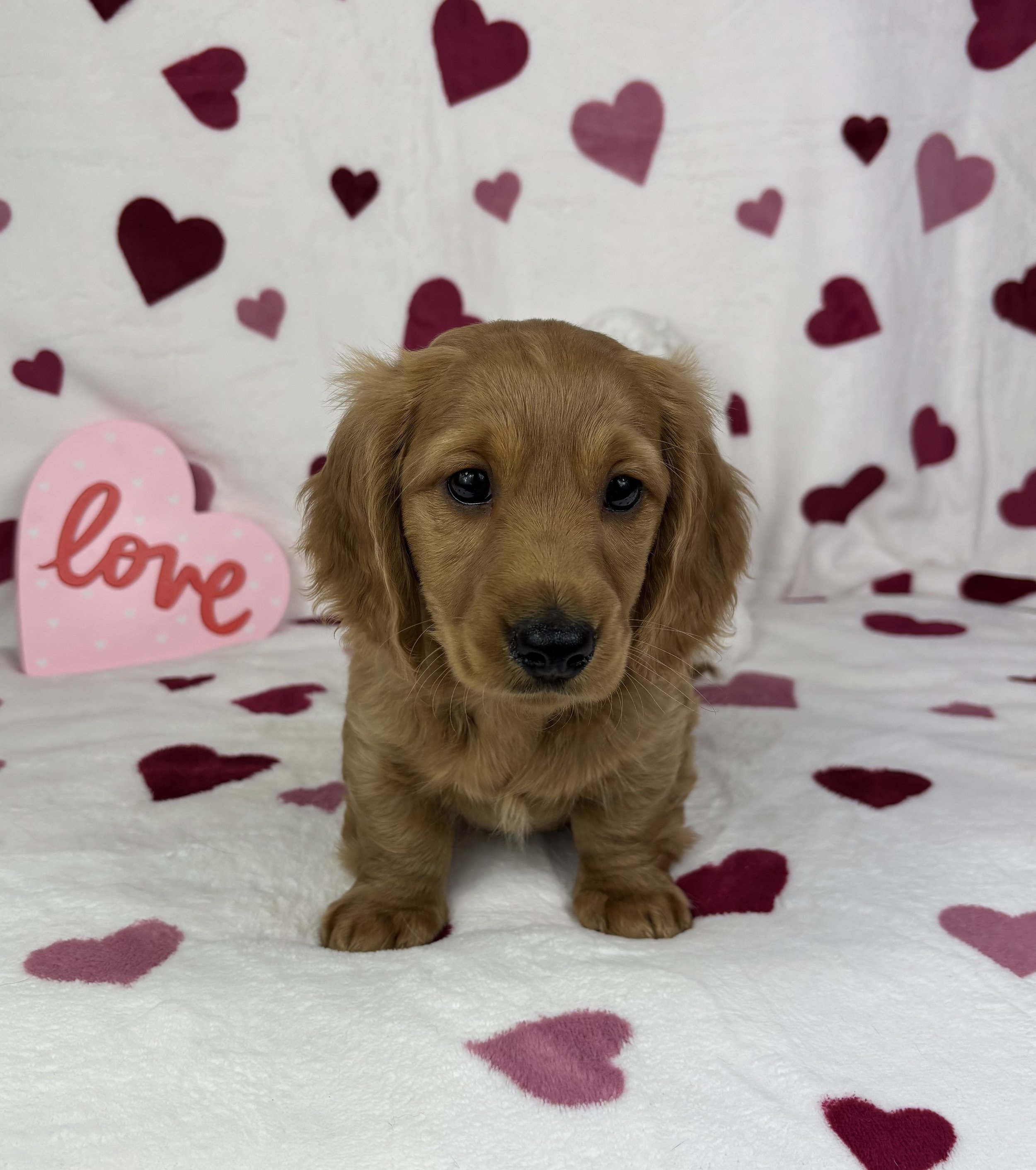 Delilah - AKC mini dachshund