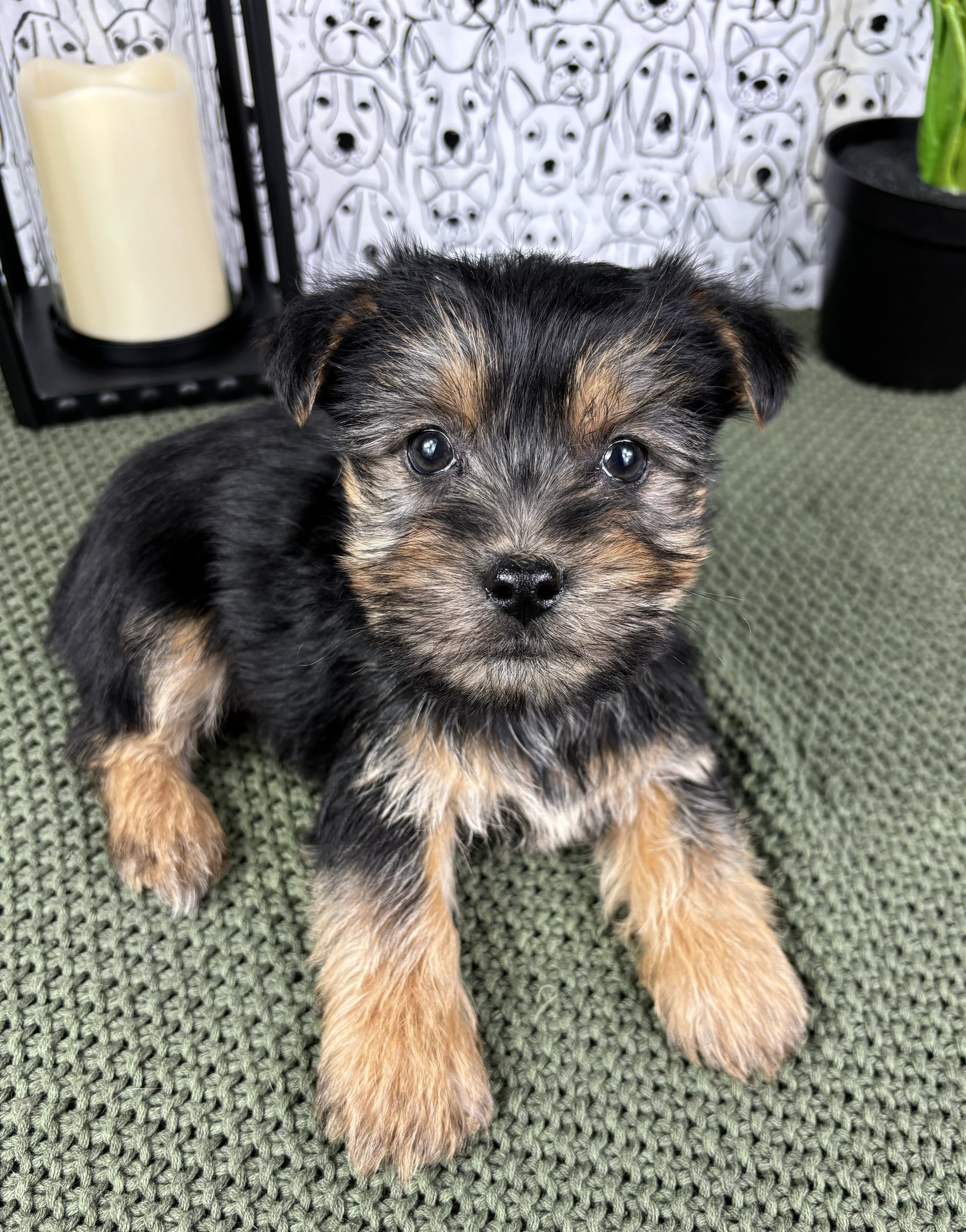 Yorkie - Teddy