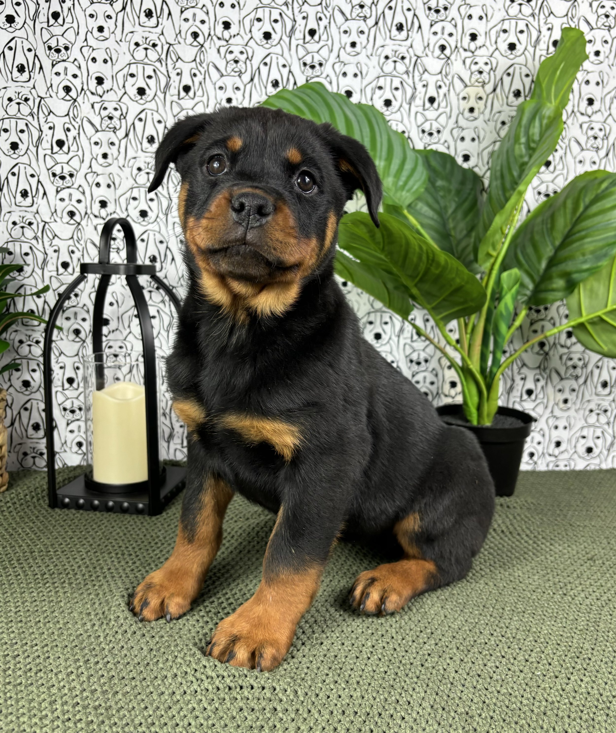 Rottweiler- Ruby